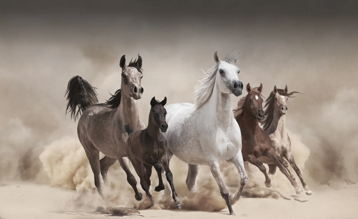 CHEVAL.jpg