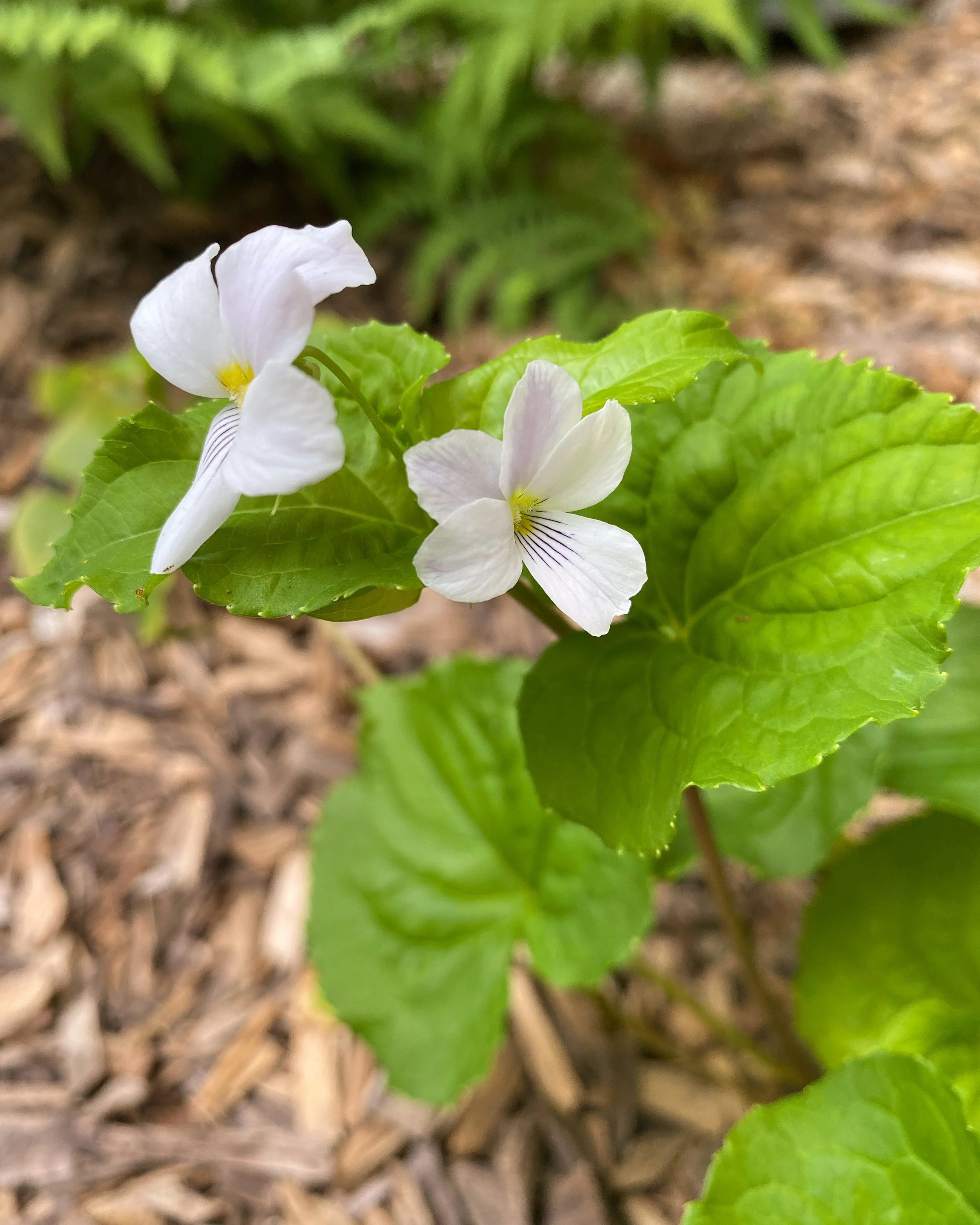  Viola canadensis, Canadian White Violet 