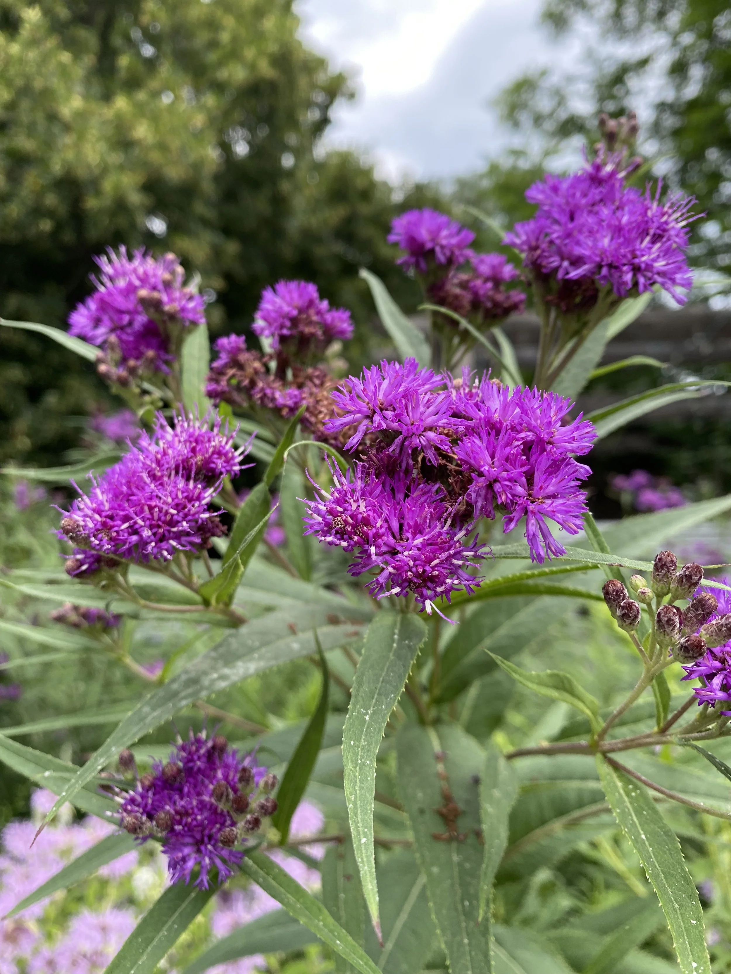  Vernonia noveboracensis, New York Ironweed 