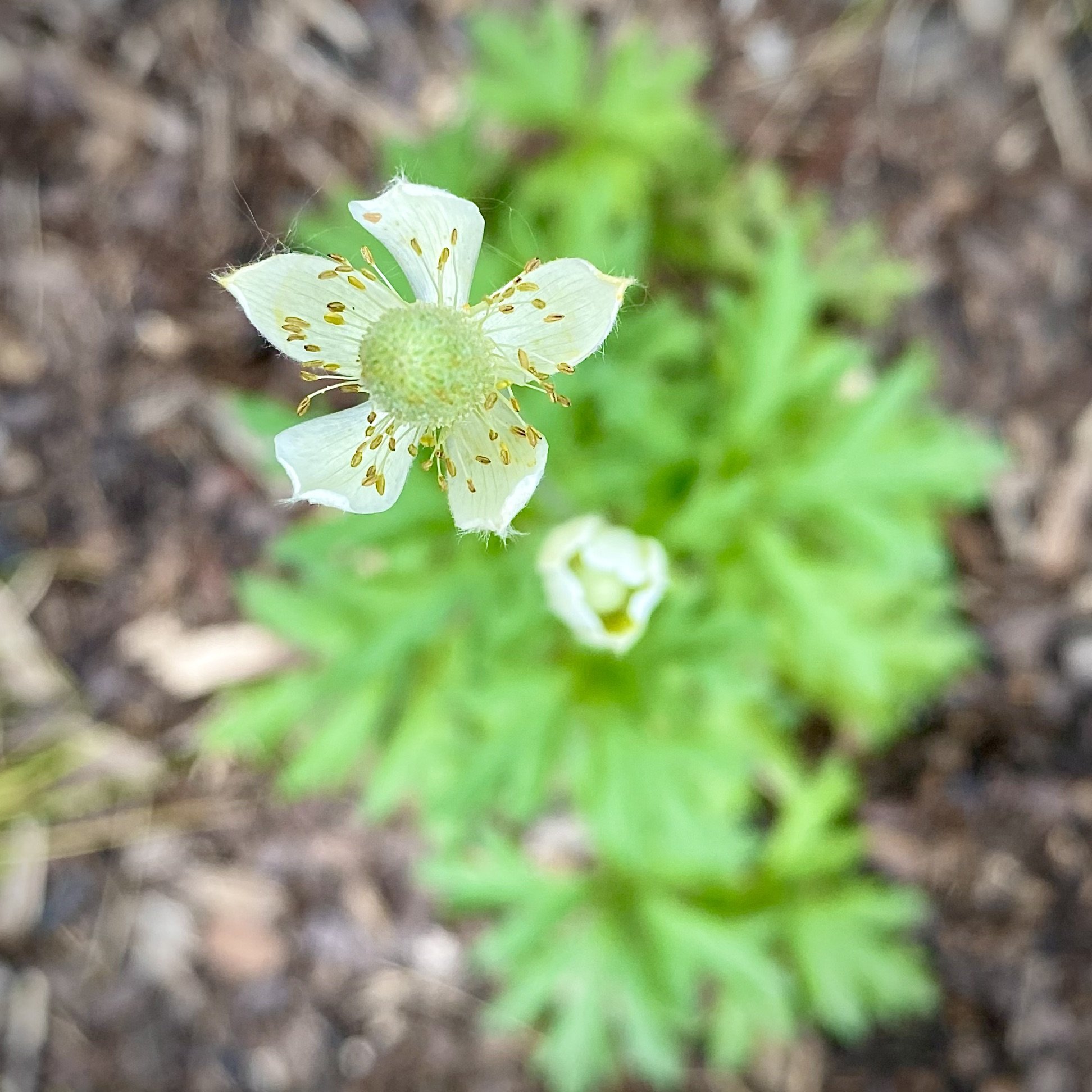  Anemone Virginiana, Tall Thimbleweed 