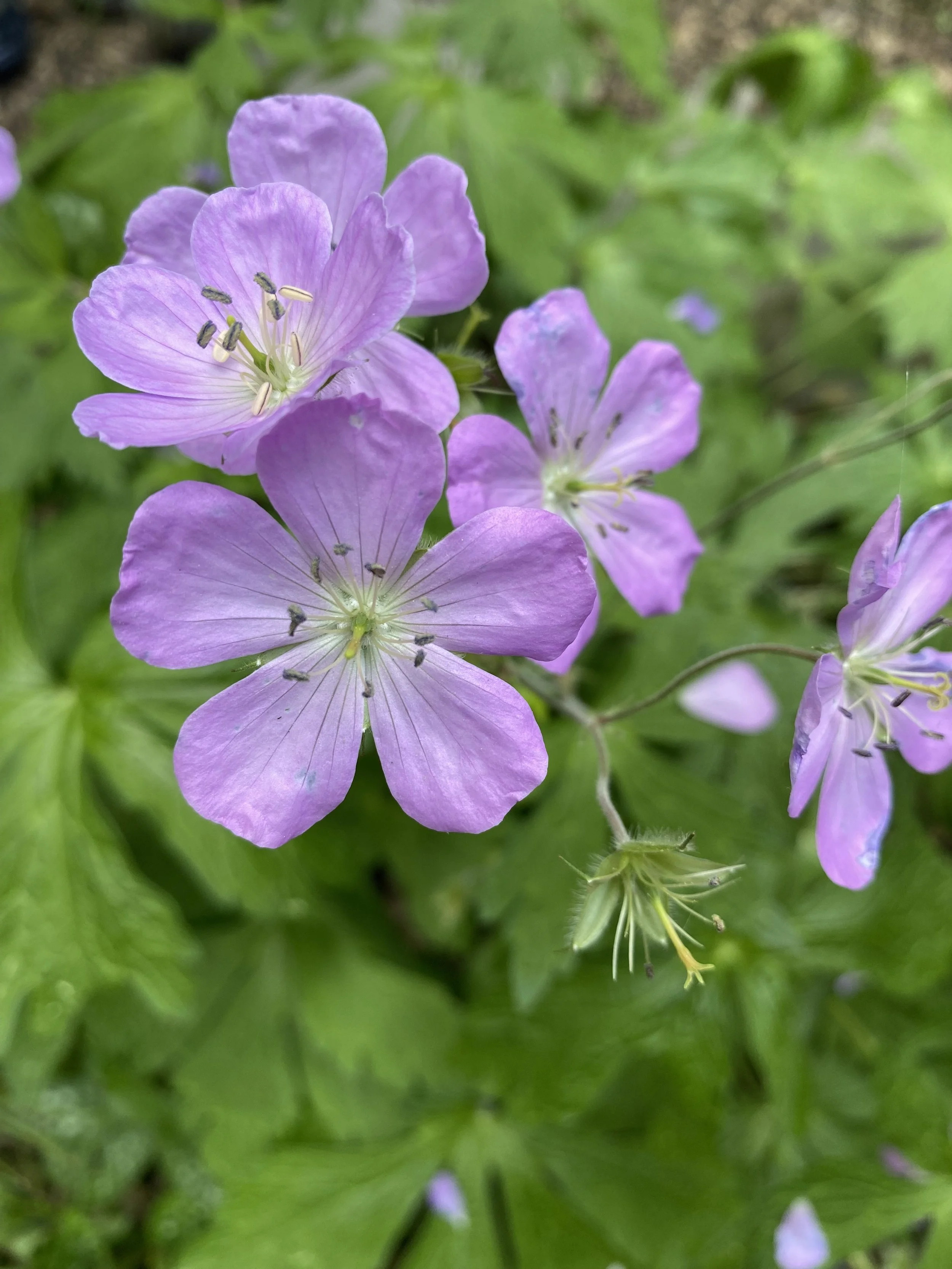  Geranium maculatum, Wild Geranium 