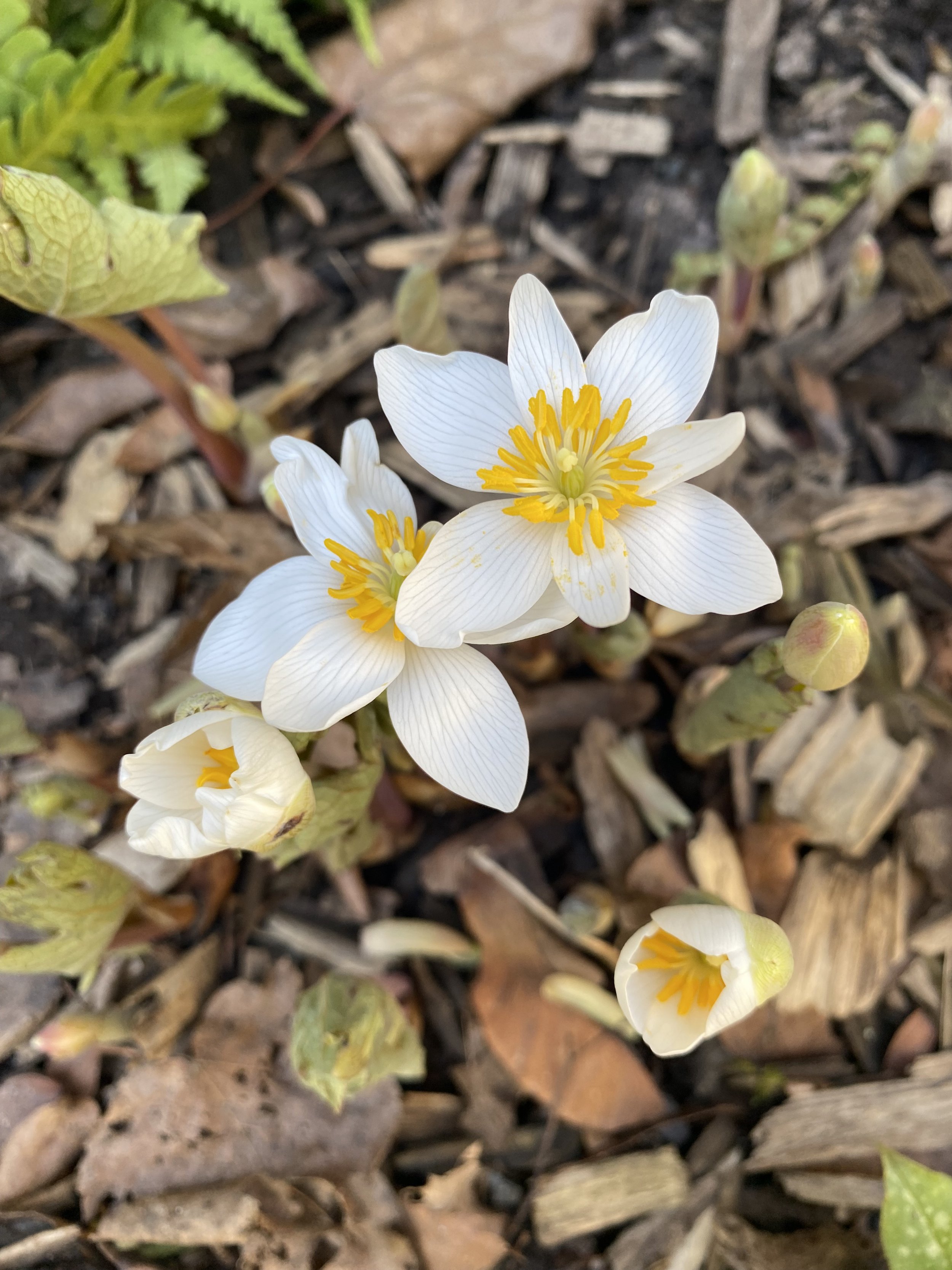  Sanguinaria canadensis, Bloodroot 