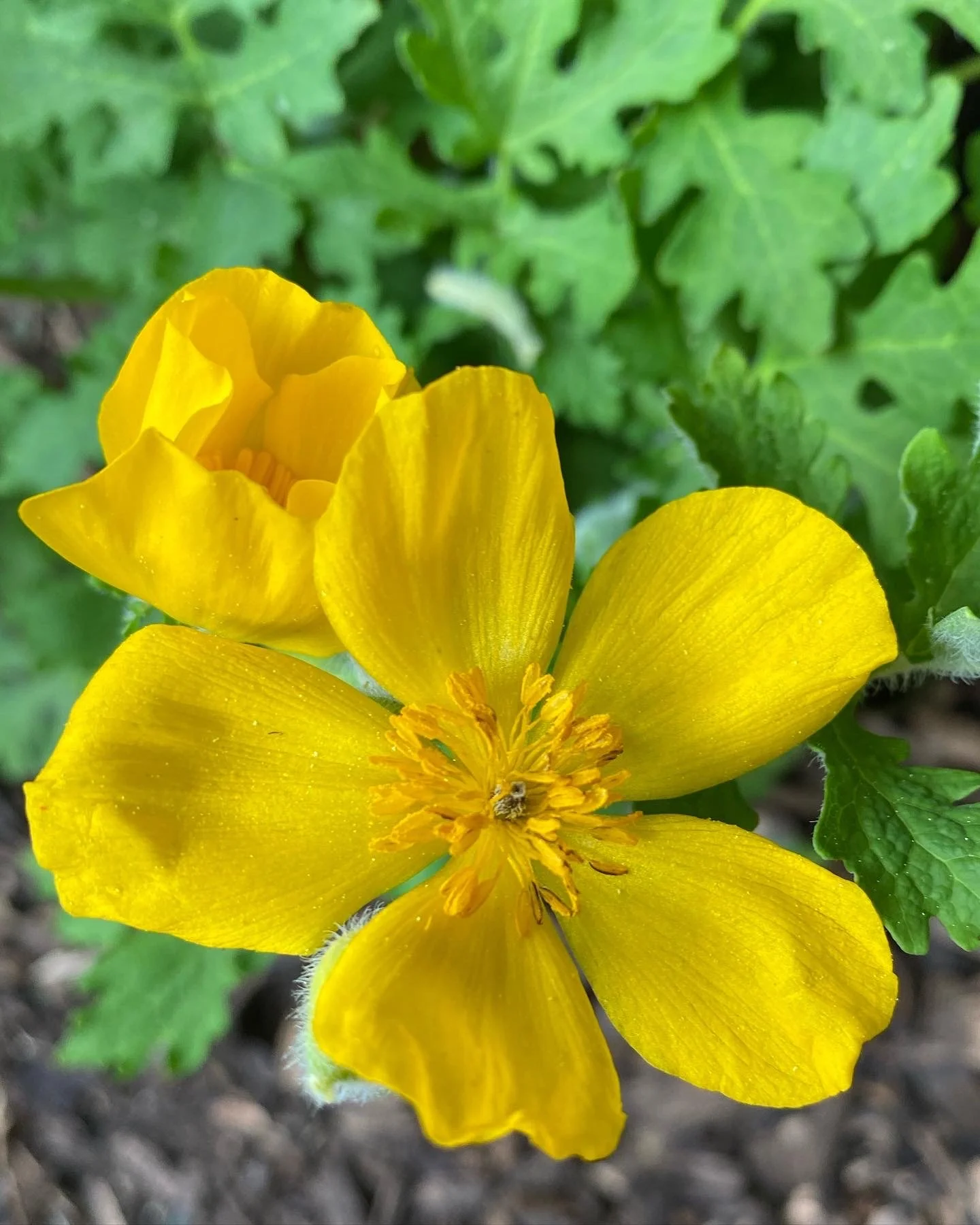  Stylophorum diphyllum, Wood Poppy 