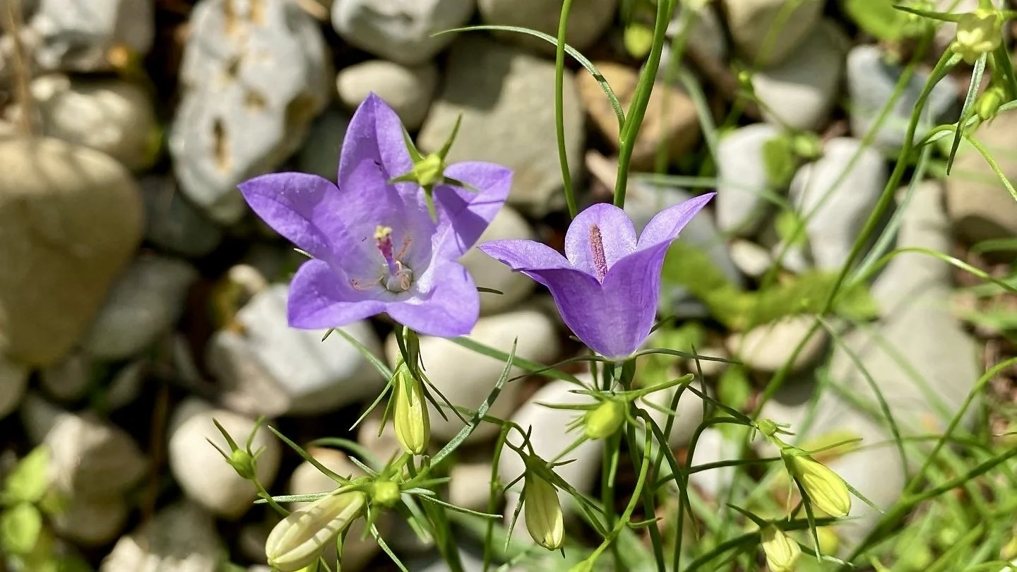 two purple bell shaped flowers on a jumble of narrow stems and buds with river rocks blurred in the background.