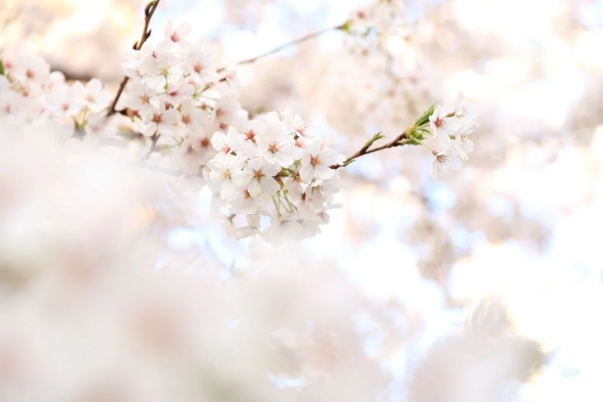 reiki-healing-surrey-counselling-therapy-meditation-www.susanemma.com.1.jpg