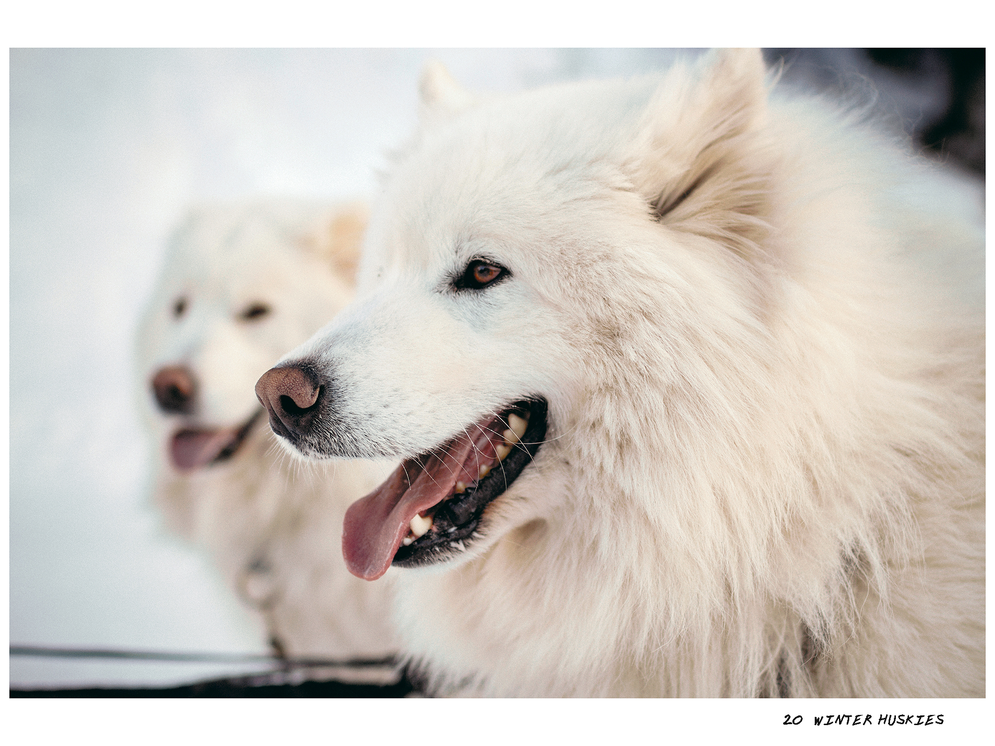 20 - Winter huskies.jpg