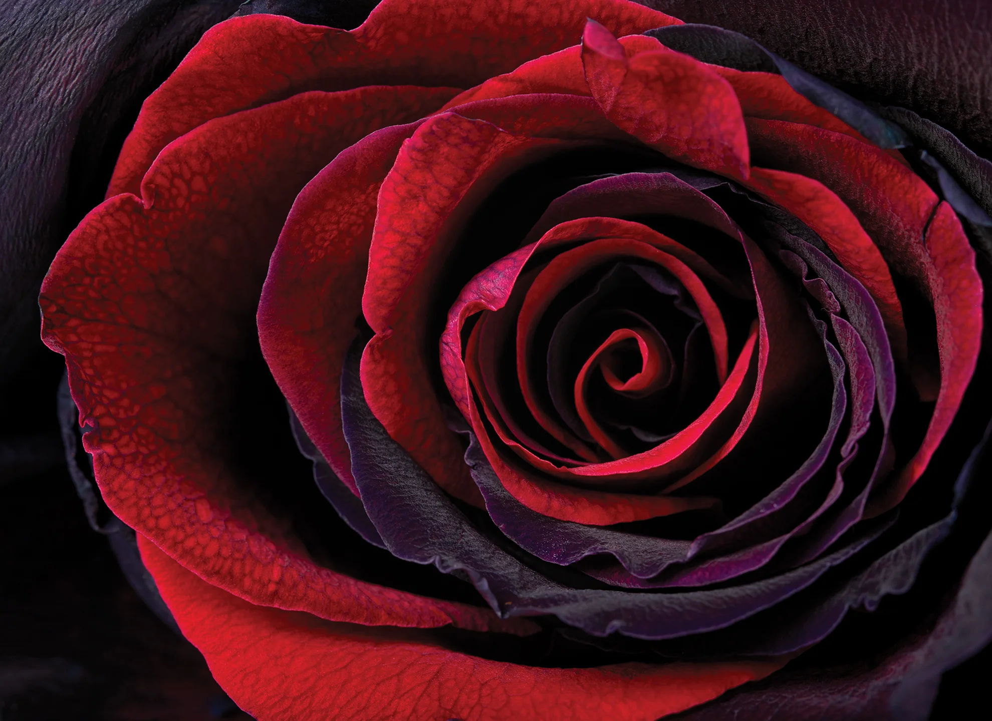 VELVET ROSE