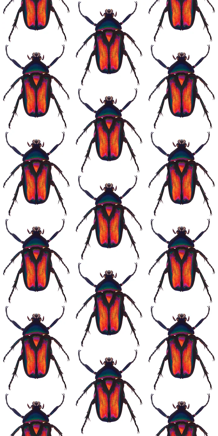 FIRE BEETLE