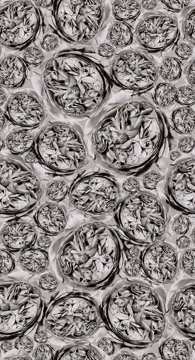 BLACK AND WHITE ENGLISH ROSE