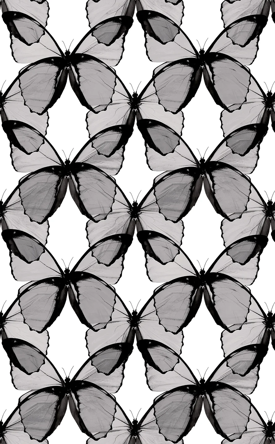 B&W LAYERED BUTTERFLY