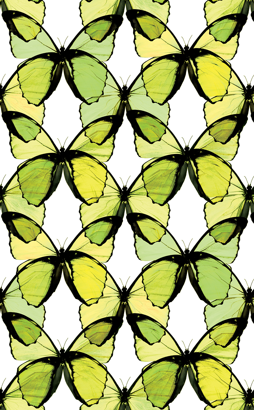 CITRUS LAYERED BUTTERFLY