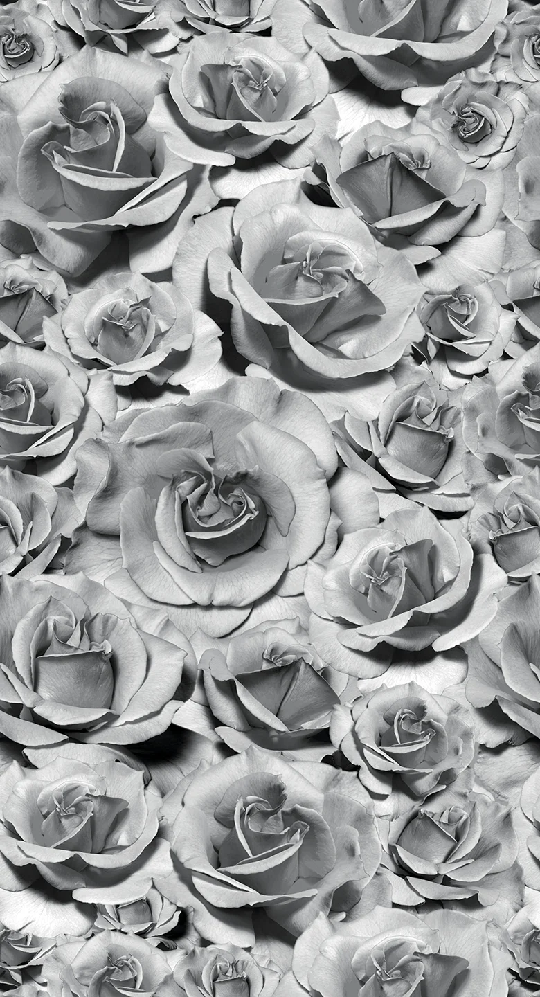 GRAY ROSE II