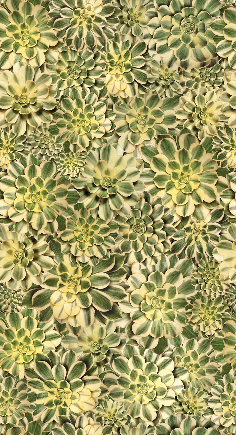 STARBURST SUCCULENT