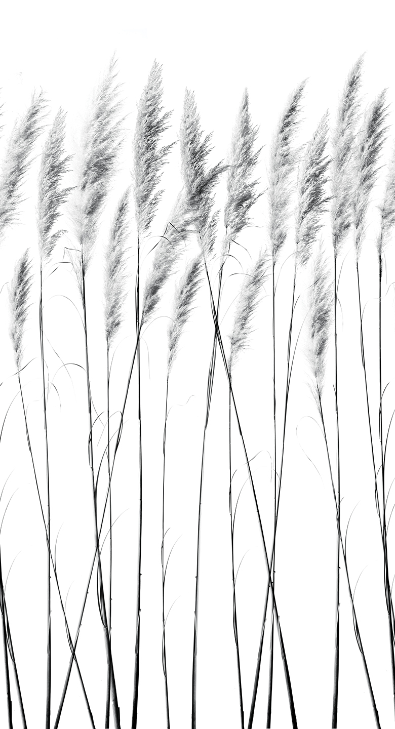 TALL GRASS