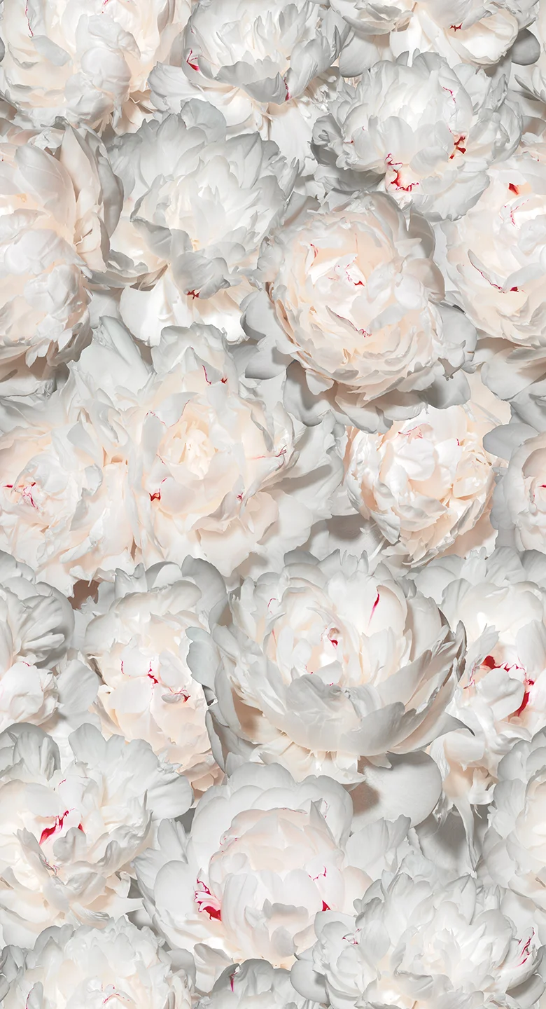 WHITE PEONY