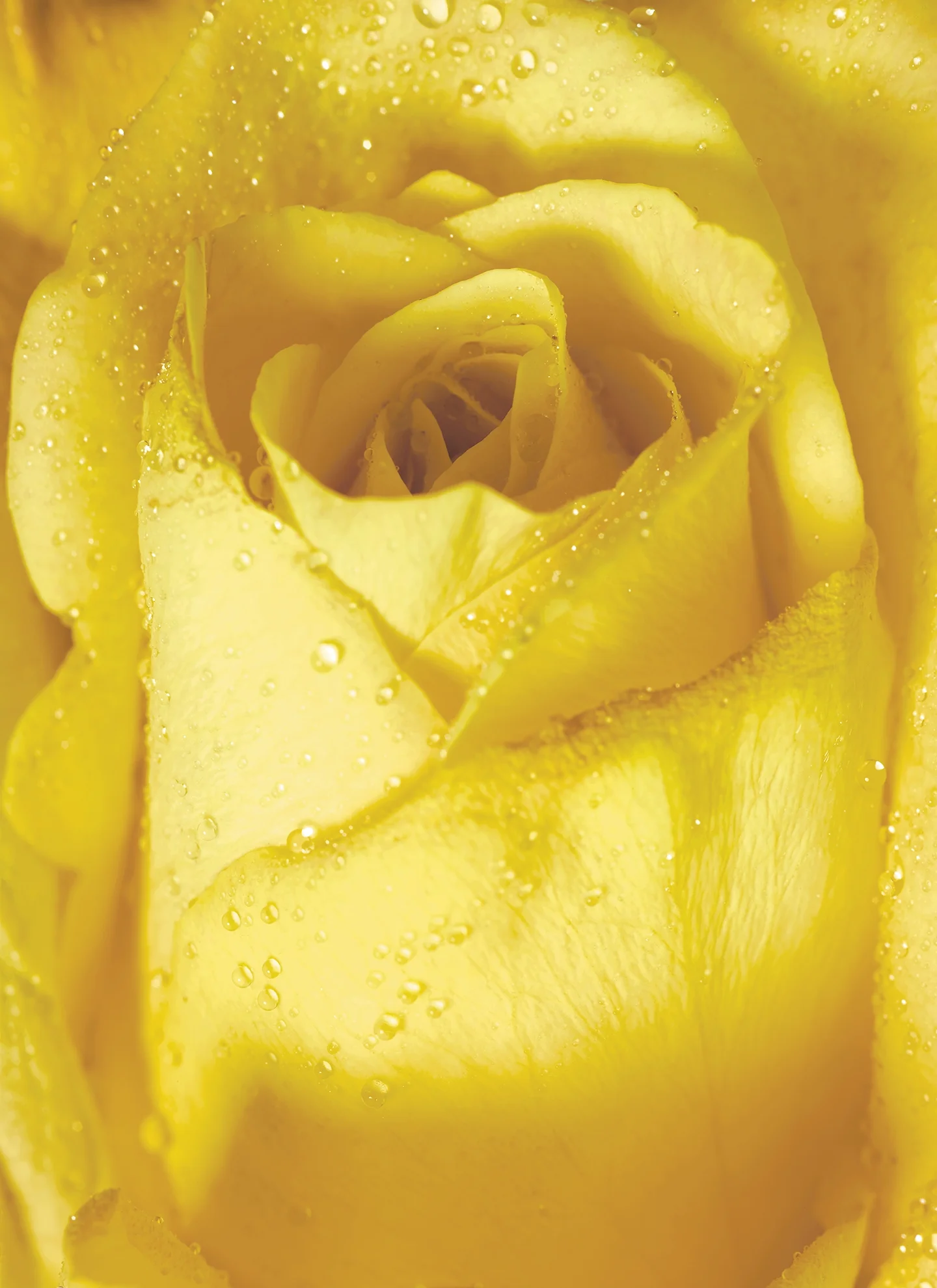 YELLOW ROSE