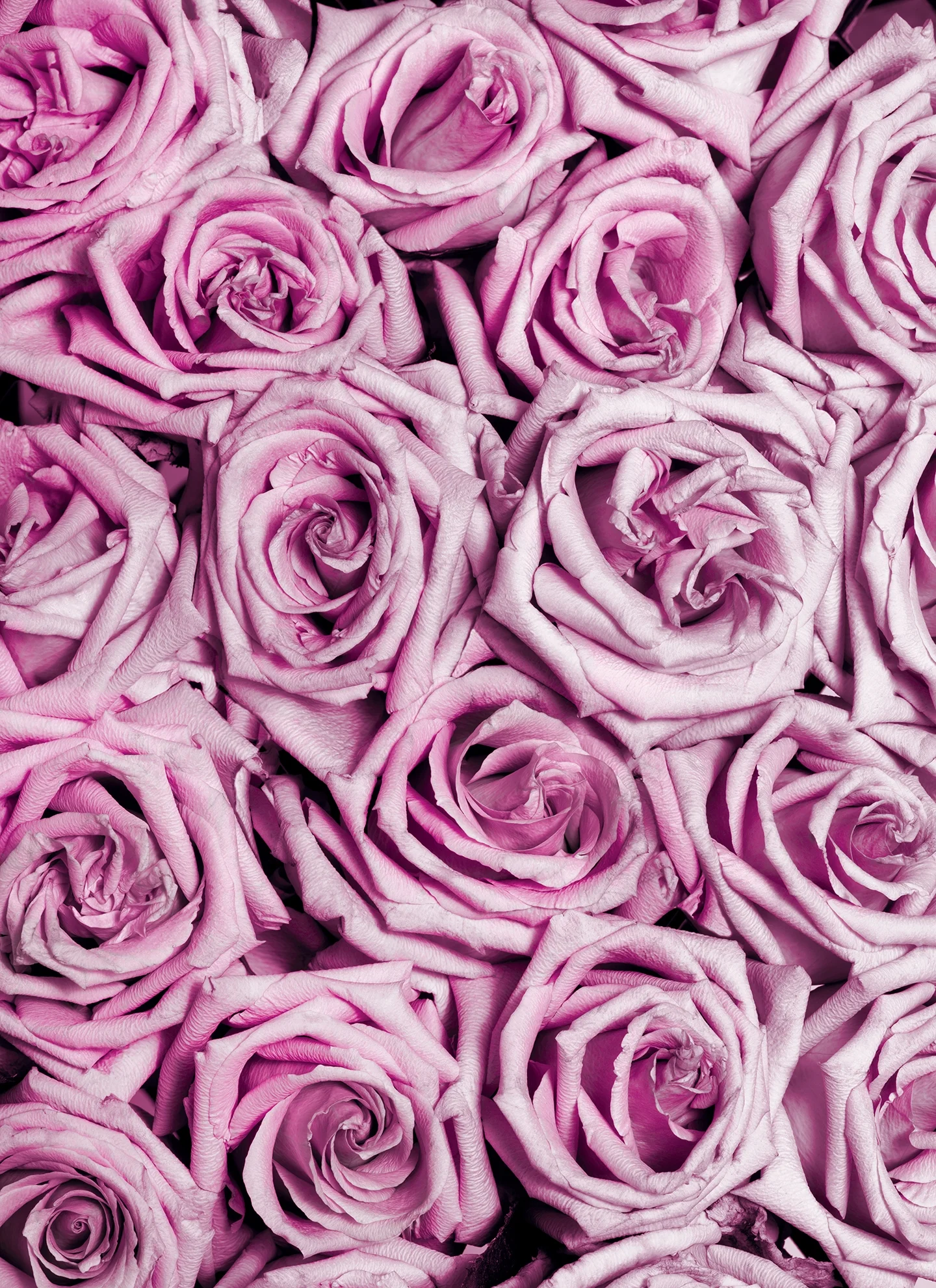 PINK ROSE PILE