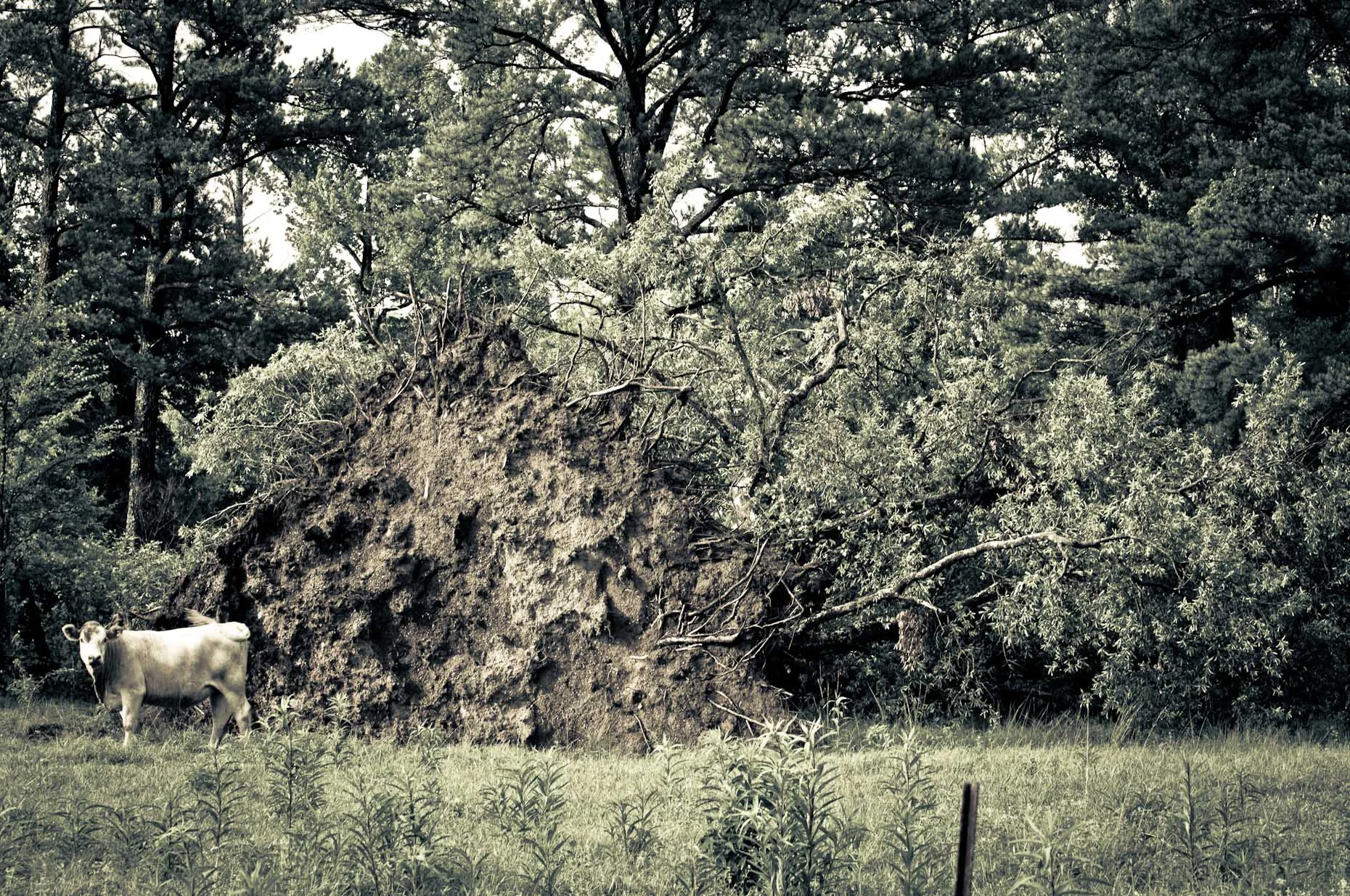 JBIV-20110622-71-DUP.jpg