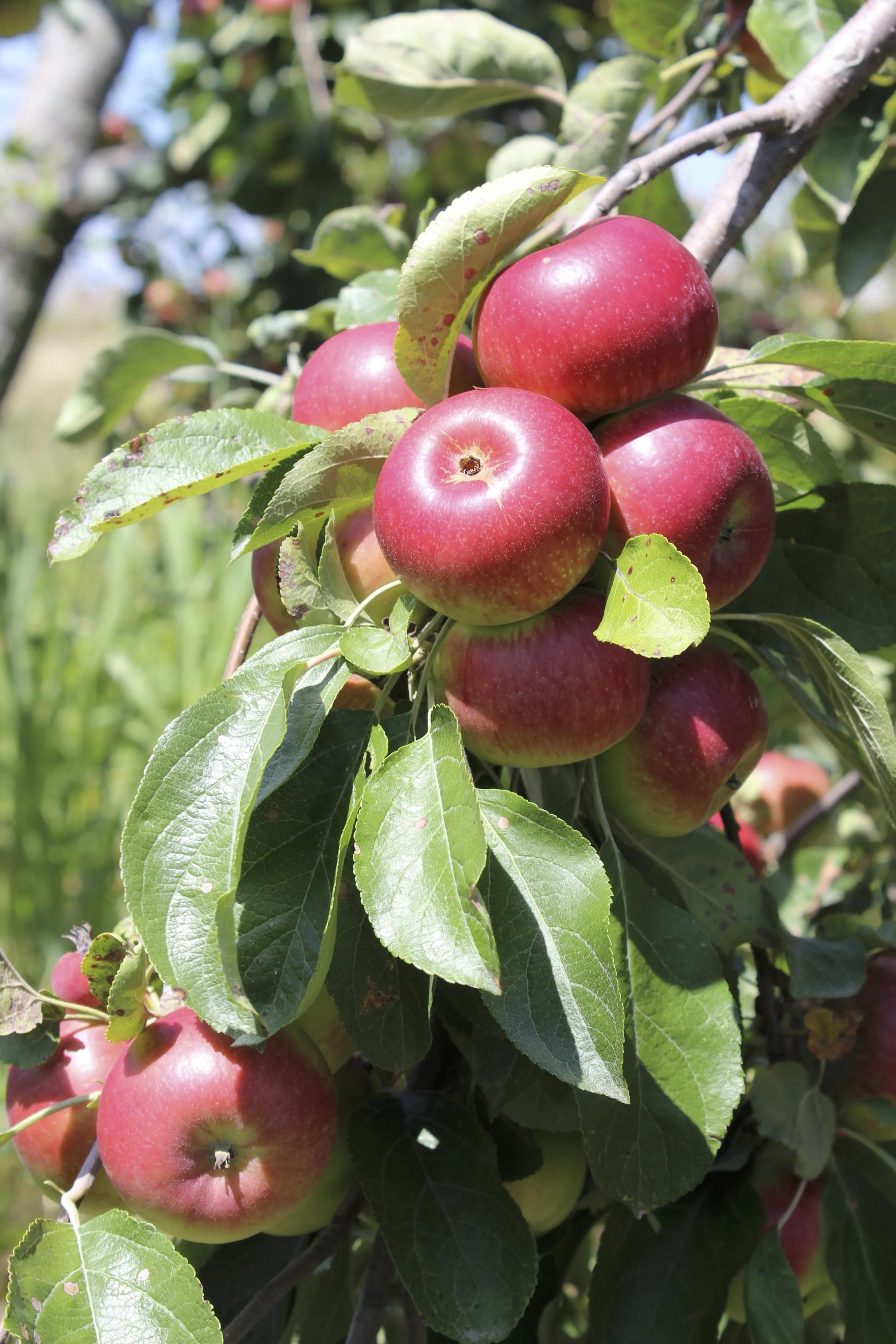 UA members begin new project to create community orchard