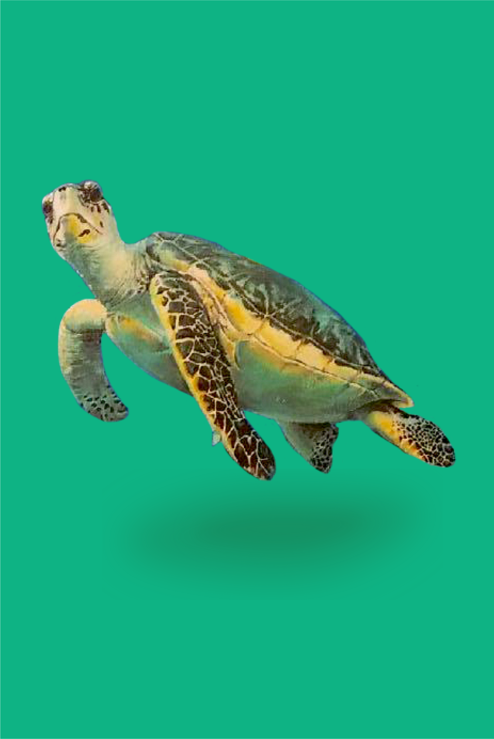 NewTurtle@2x.png