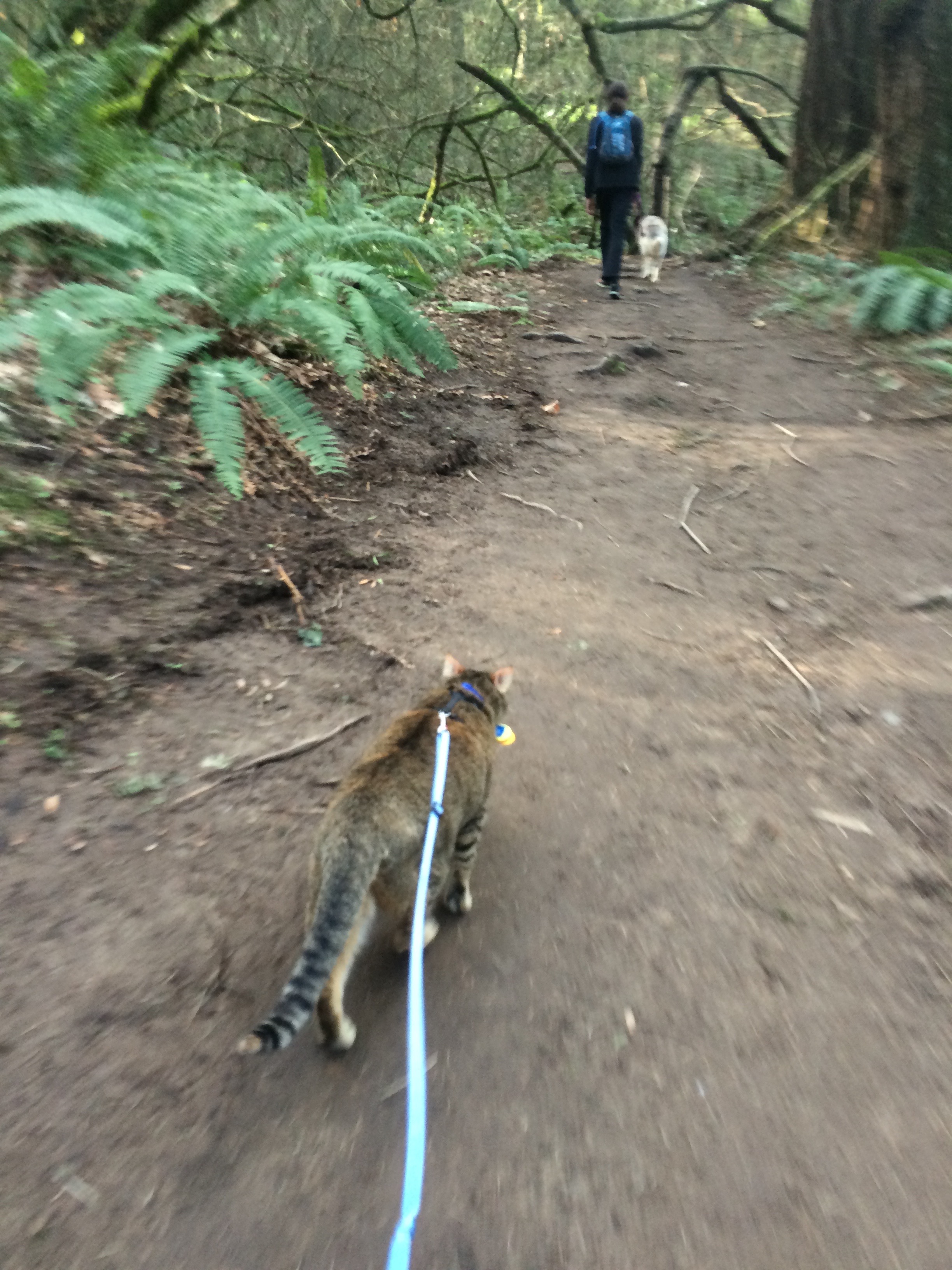 She can't quite keep up with a husky, true (much tinier legs), but that doesn't mean she can't handle some trail!
