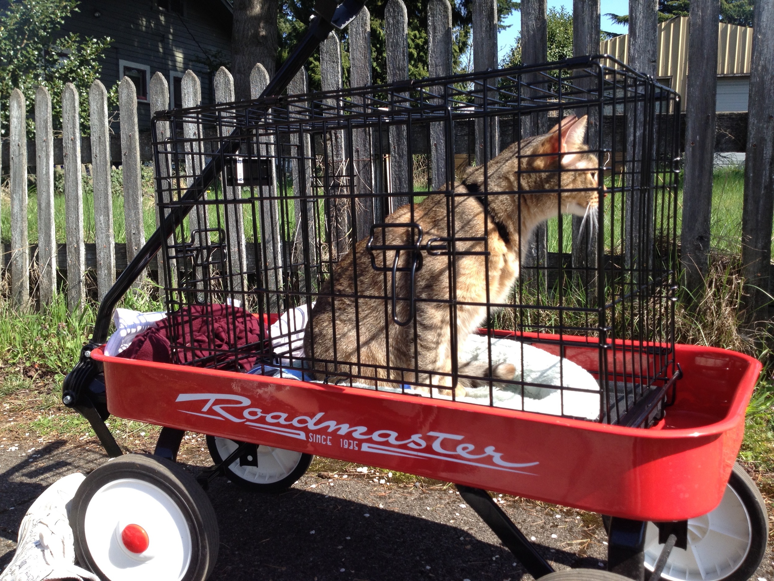 Now to me, this looks like a swell way to travel. But to Aífe, a cage is a cage. Fair enough.