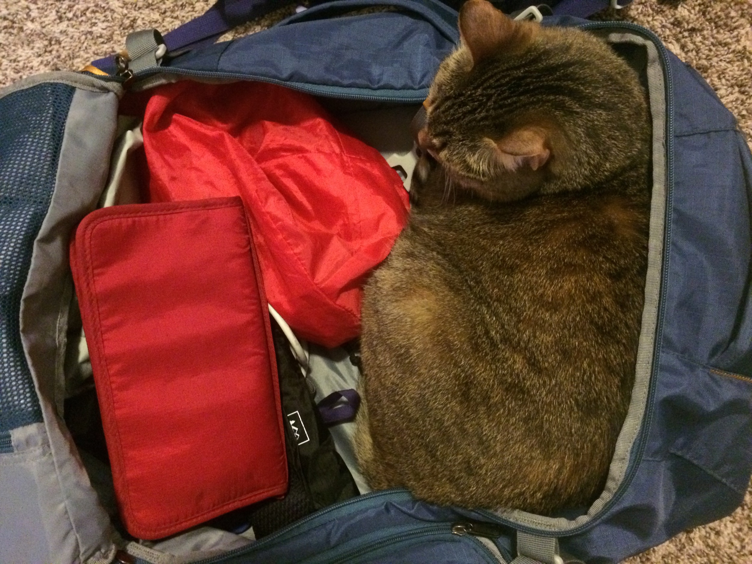 Sleek, portable, self-cleaning, self-packing... If that's not the ideal travel pet, what is?