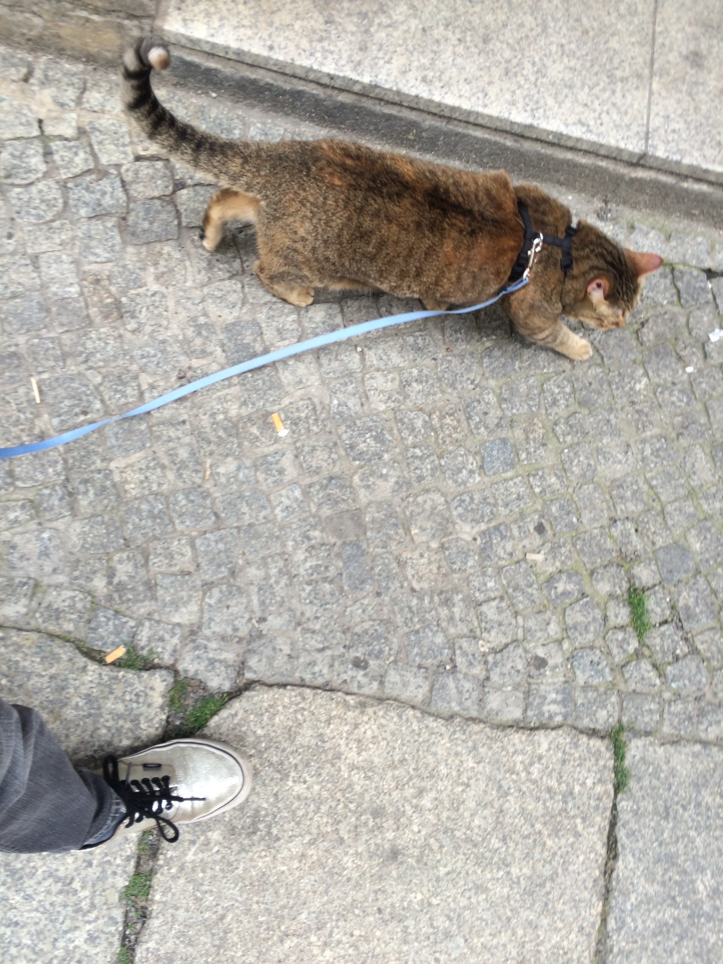 Berliners smoke like nobody's business. And the evidence is everywhere.