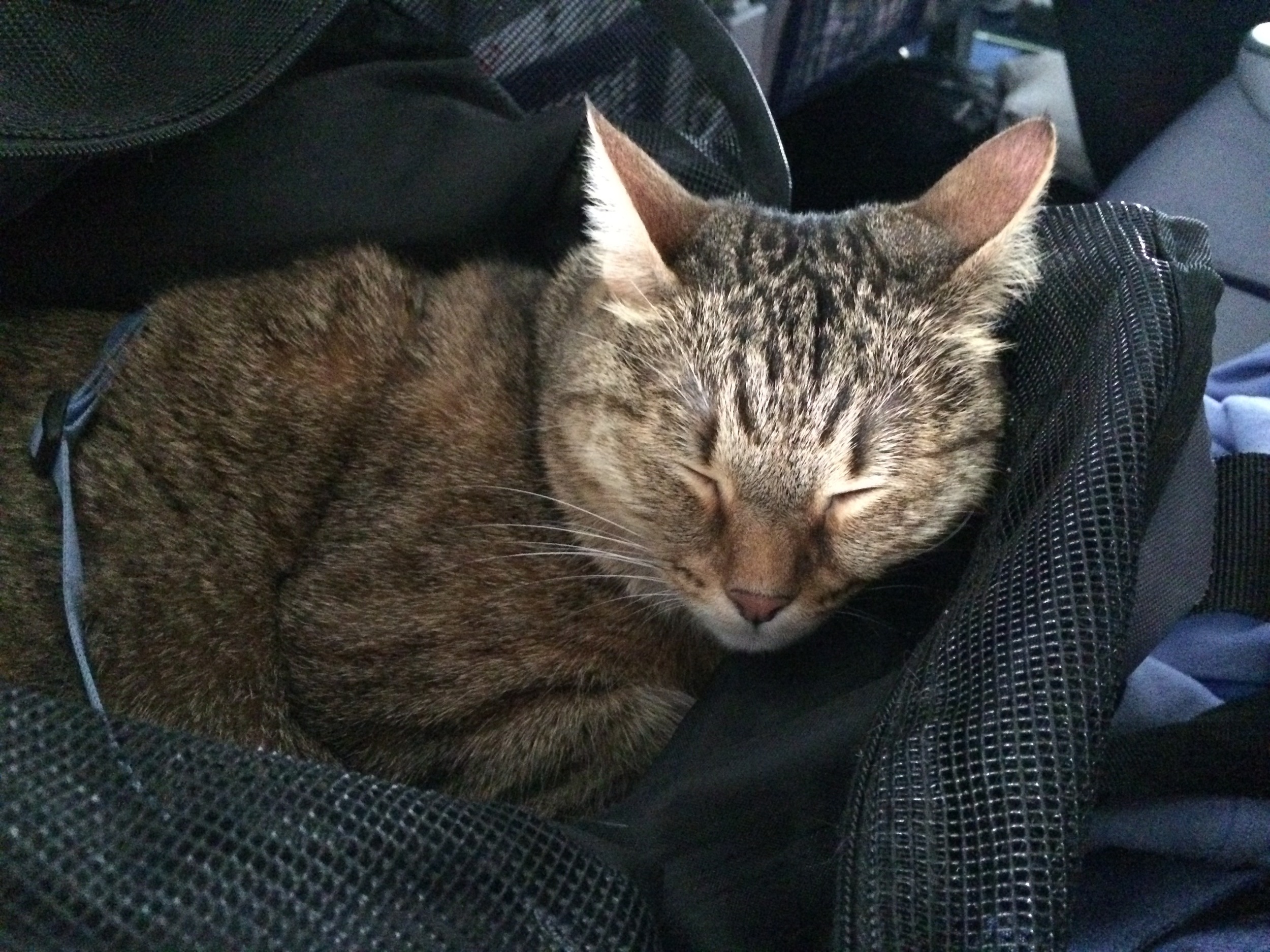 If she can handle a full 24 hours in a carrier bag (across states and oceans, through security and immigration queues, and trams and buses) this well, then we've got a pretty good advantage if the shit ever hits the fan.