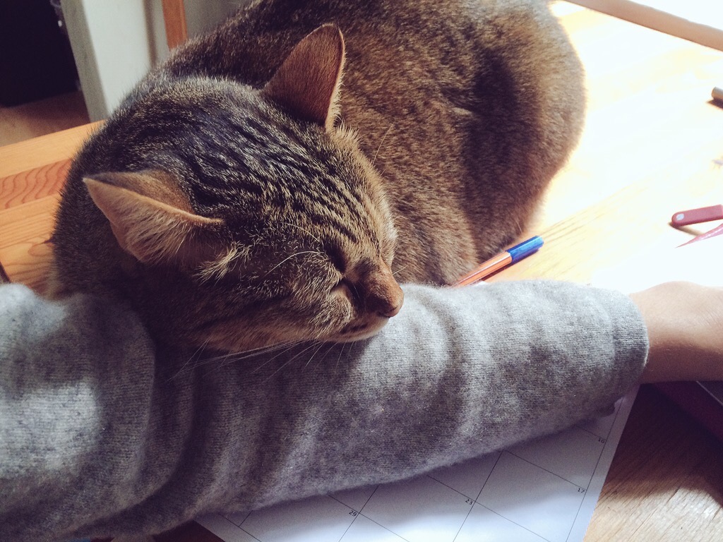 My faithful companion through the weary hours.
