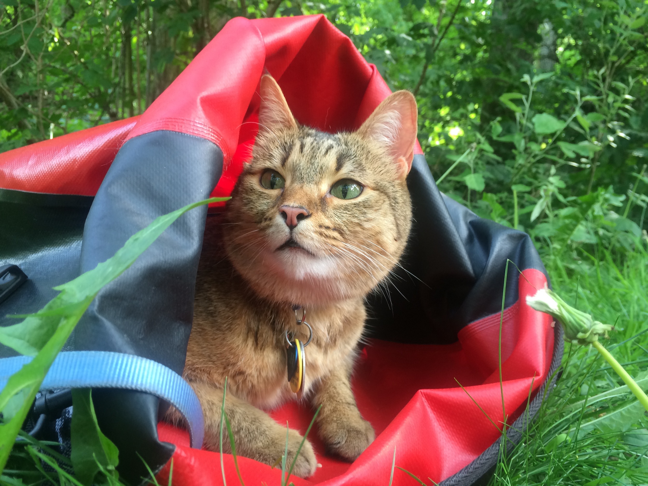 Pro tip - Bring a good pannier with you, that the cat can use to hide out in if it finds the open spaces of your destination stressful. Pannier = portable cave