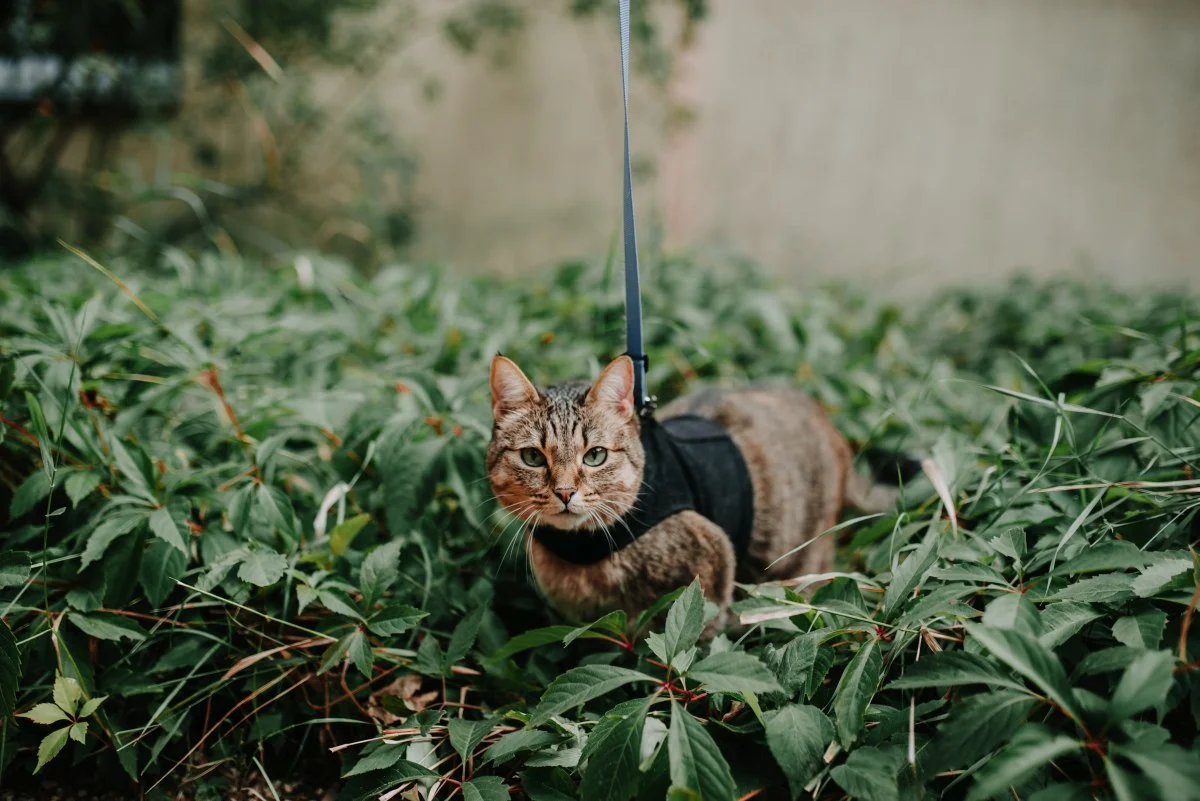 Possibly the most perfect portrait of Aífe possible. Book jacket material, for def. Photo by Juliana Socher