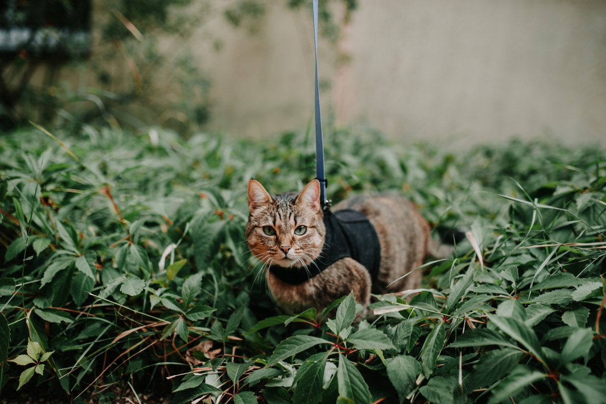 Possibly the most perfect portrait of Aífe possible. Book jacket material, for def. Photo by Juliana Socher