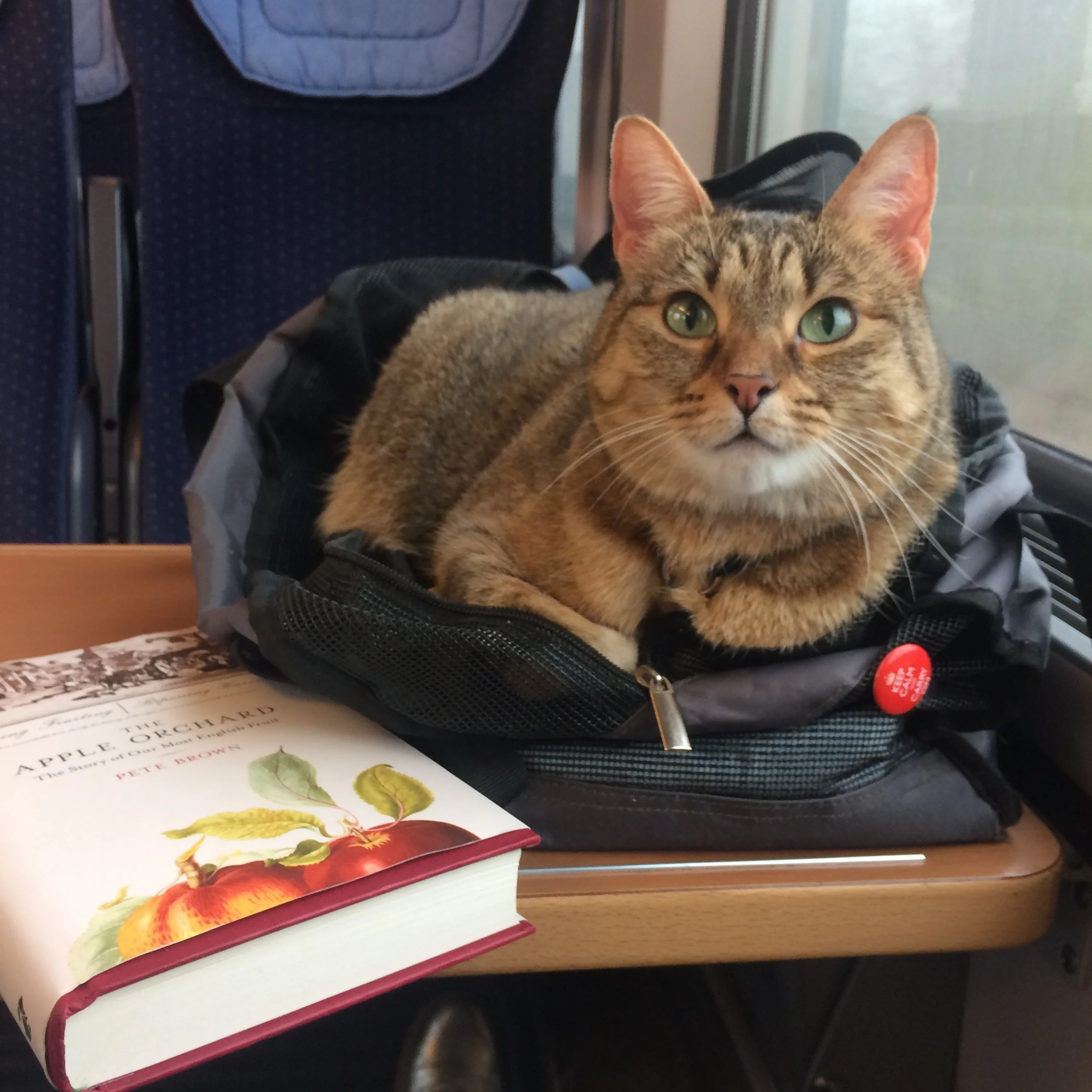 Aífe is an excellent companion on train rides. 