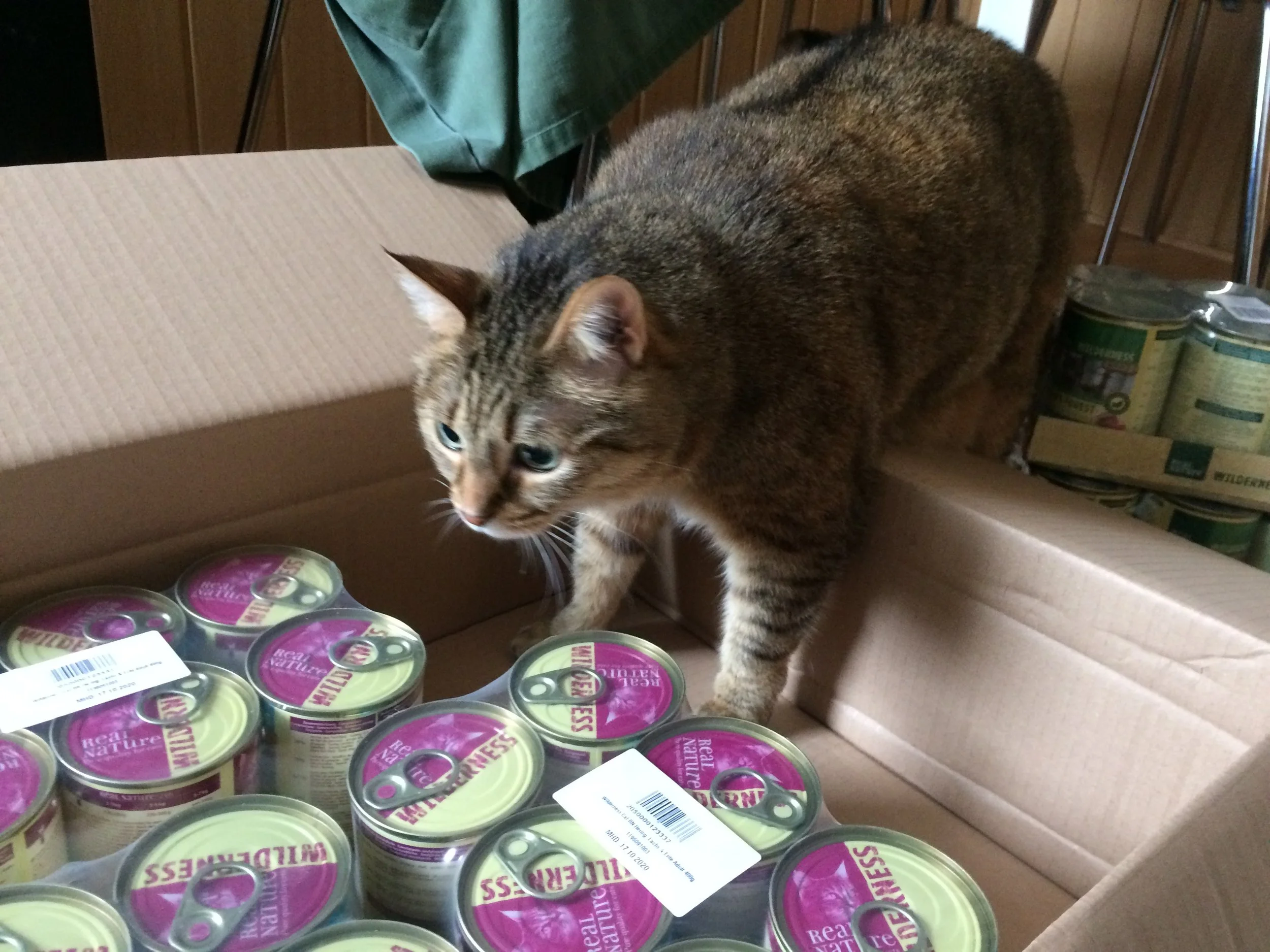 We’re ordering kitty food online now. Free shipping! Free boxes to sit in! No puking! Everybody wins!