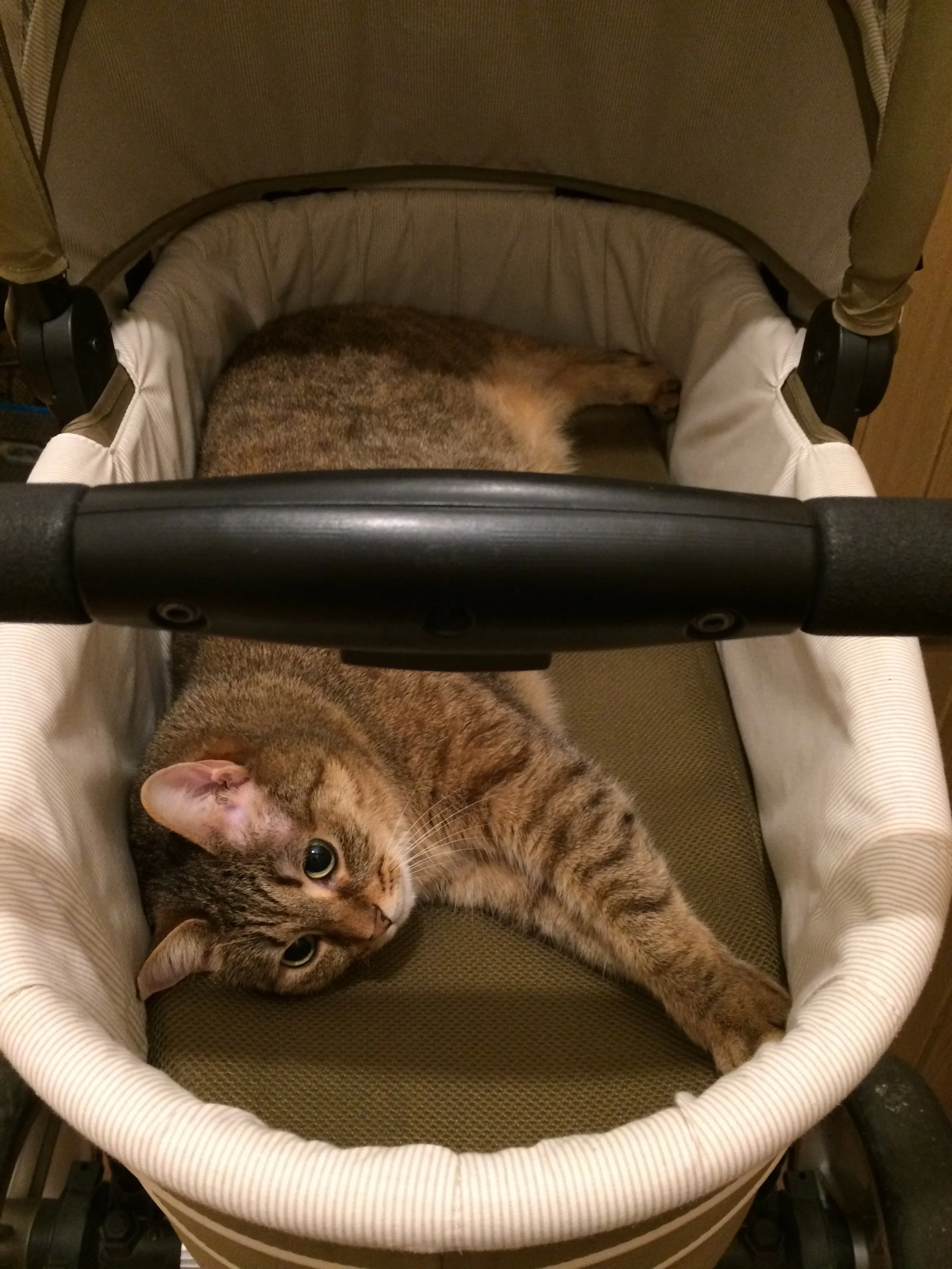I don’t know how she’ll react to the baby, but she is LOVING some of the gear.
