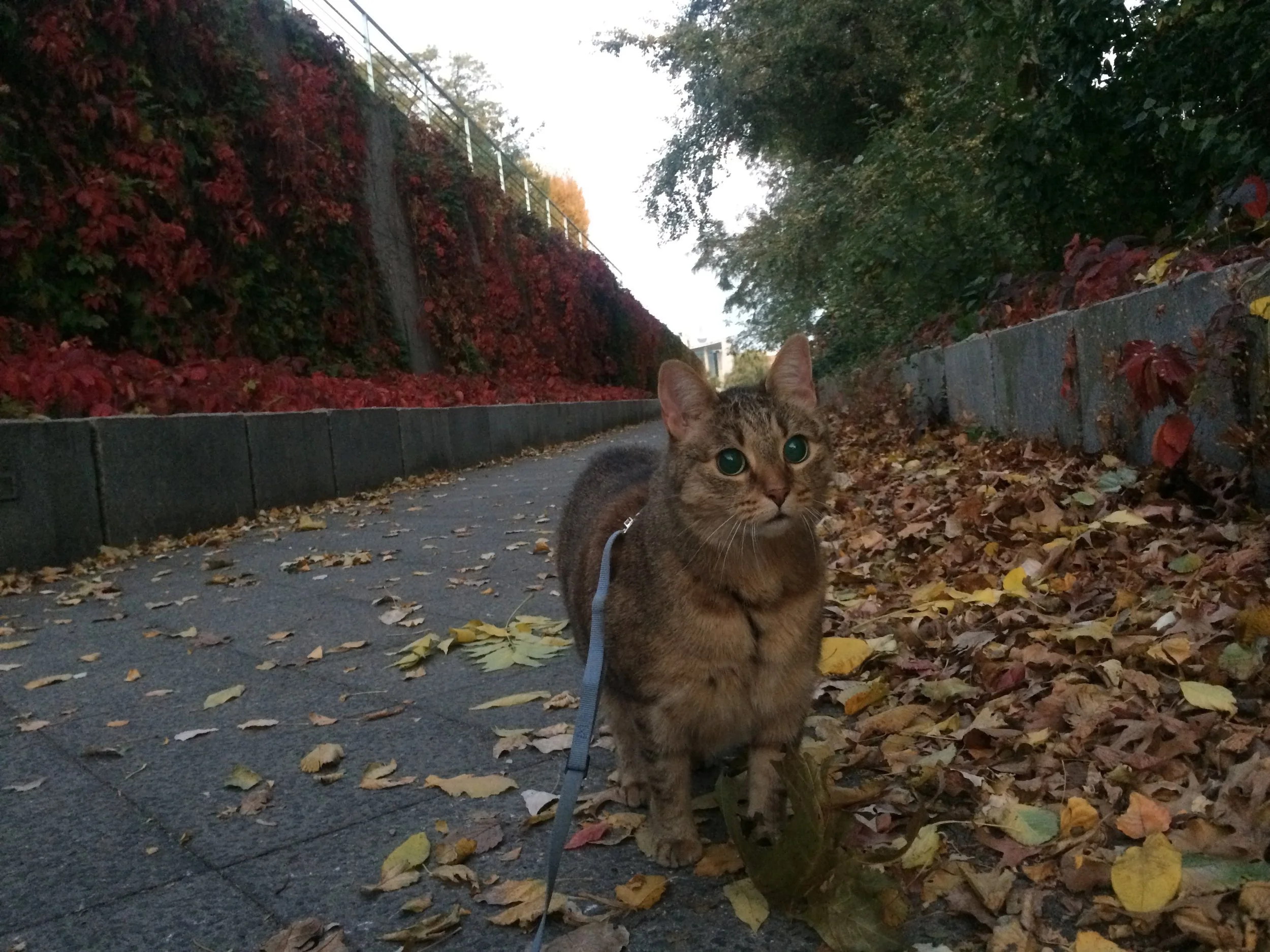Leafy autumn walks in Berlin during the second trimester. The nicest season, the nicest trimester.