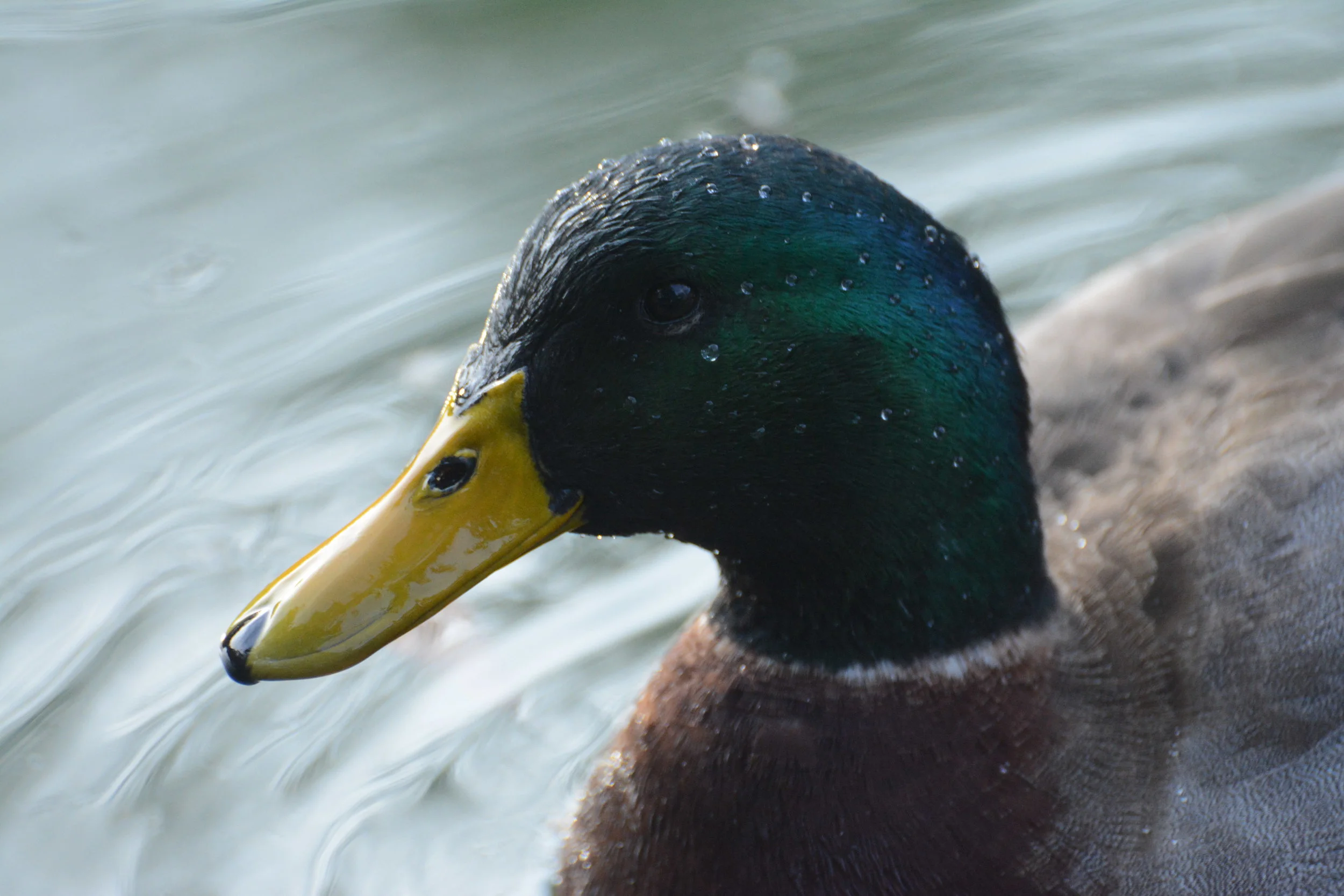 DSC_6745.JPG