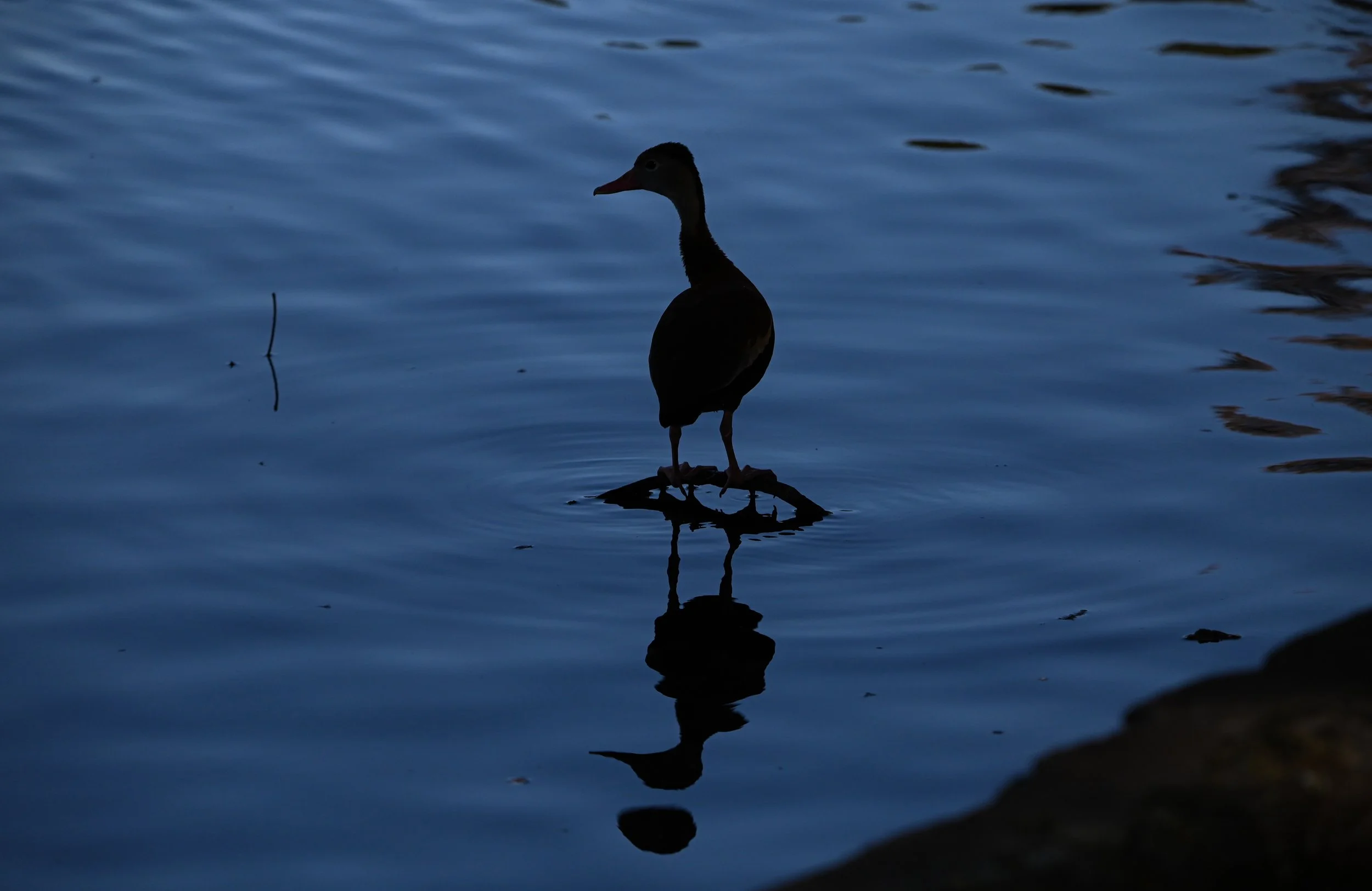 DSC_1263.jpg