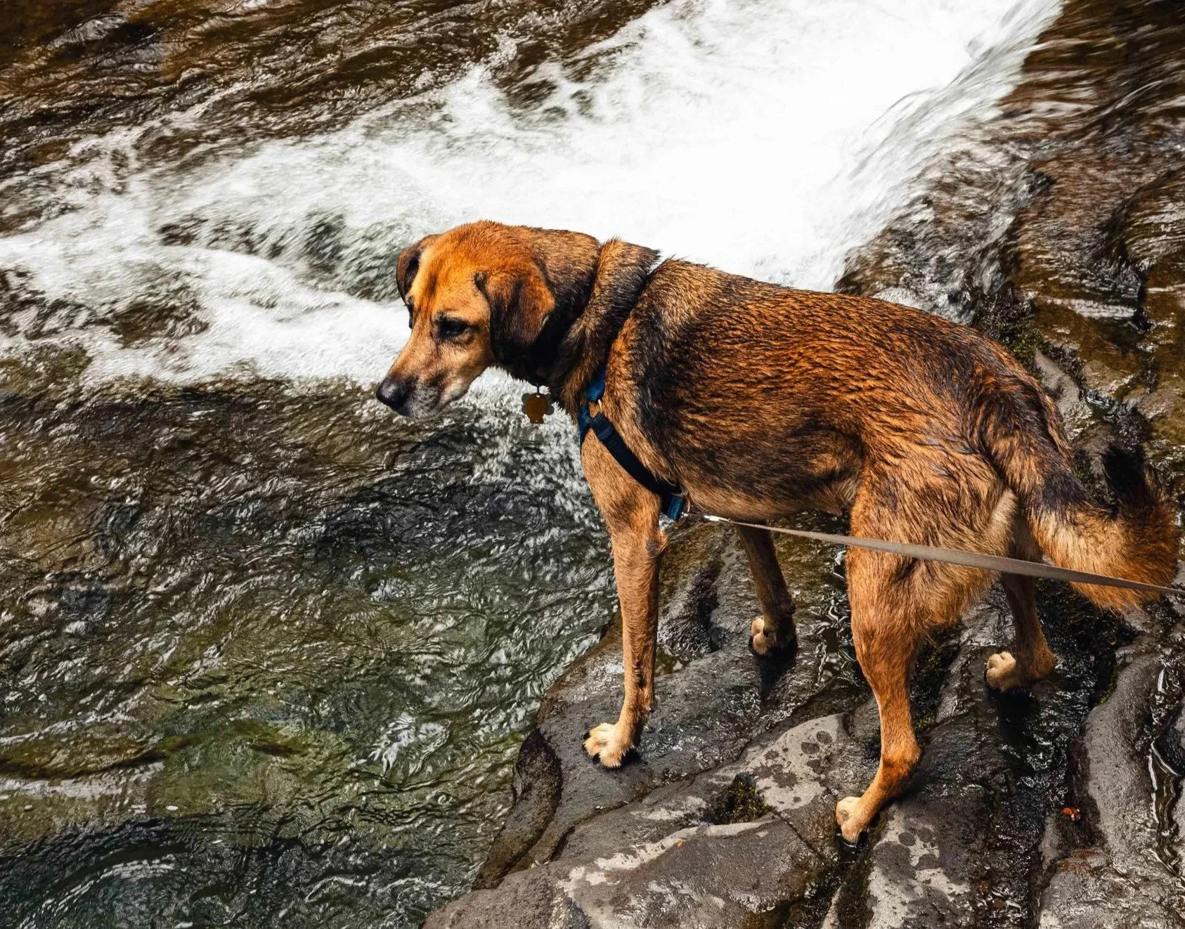 A brown dog with a black collar standing on rocks by a flowing river, looking into the water.