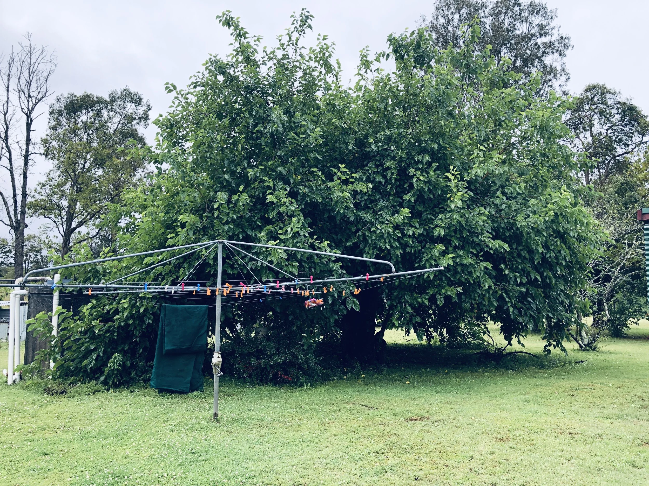 Deb Babb's Mulberry tree