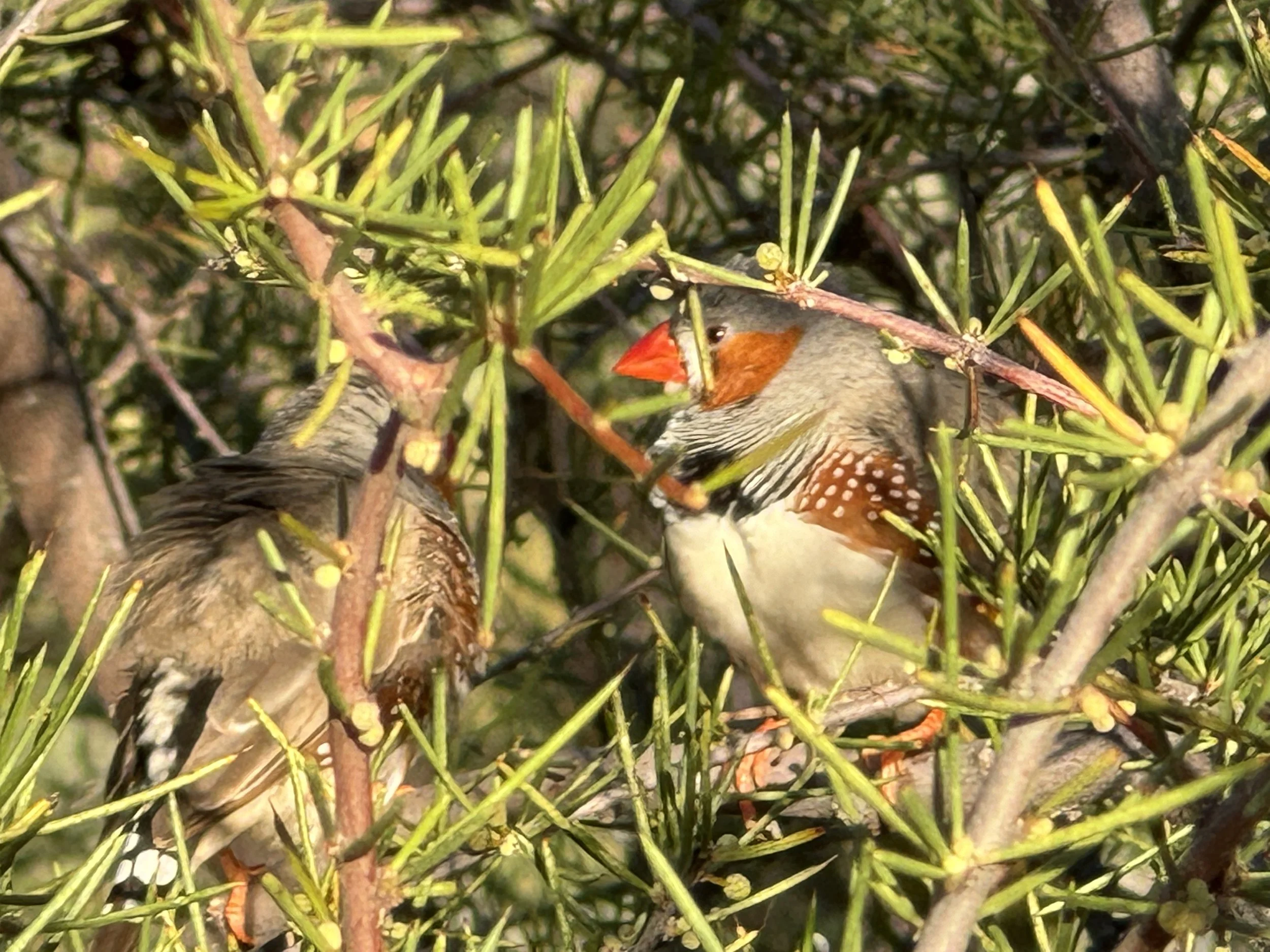 Zebra Finches + Dead Finish (Acacia tetragonophylla)