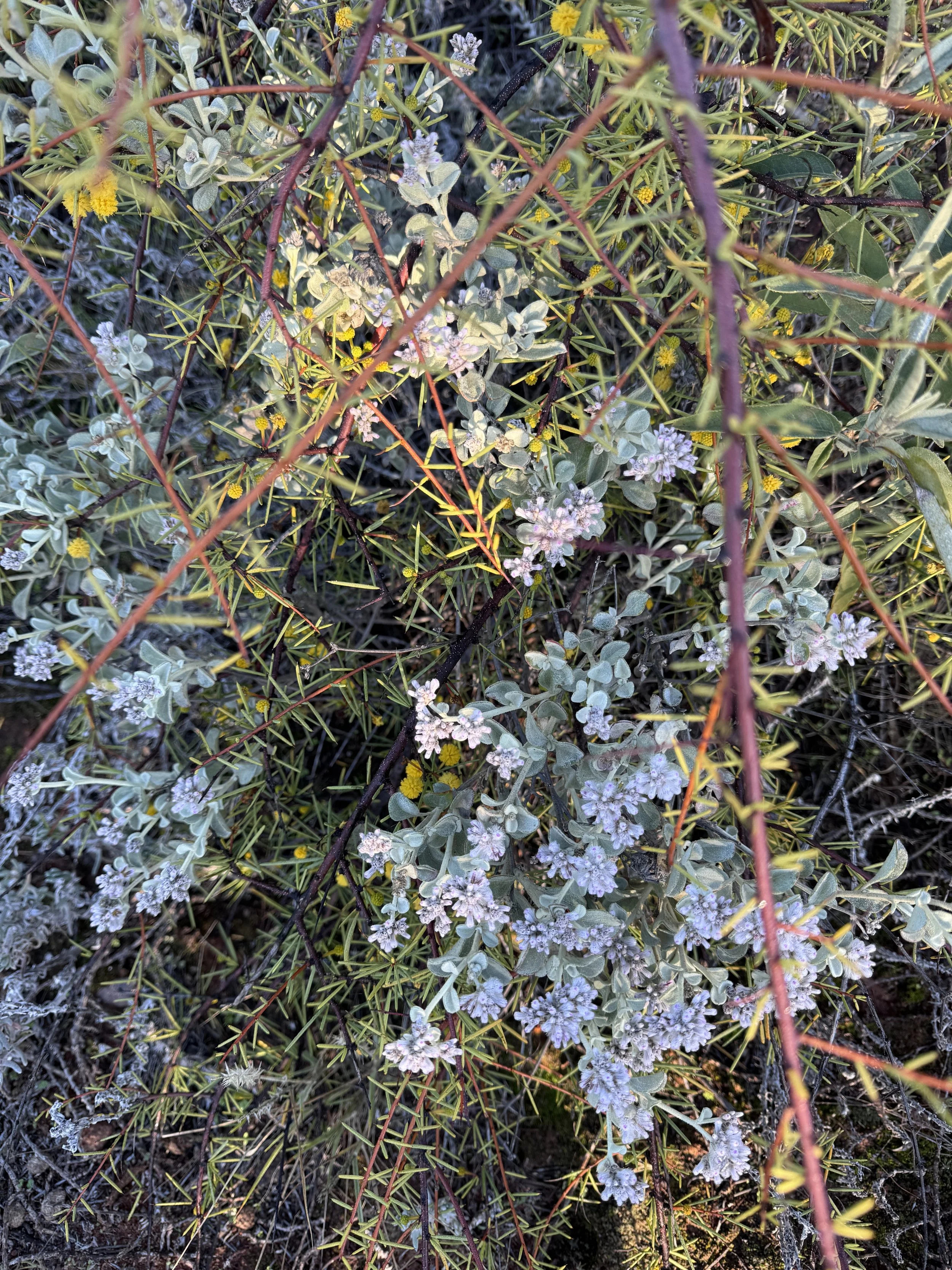 Pearl Bluebush, Notable wattle