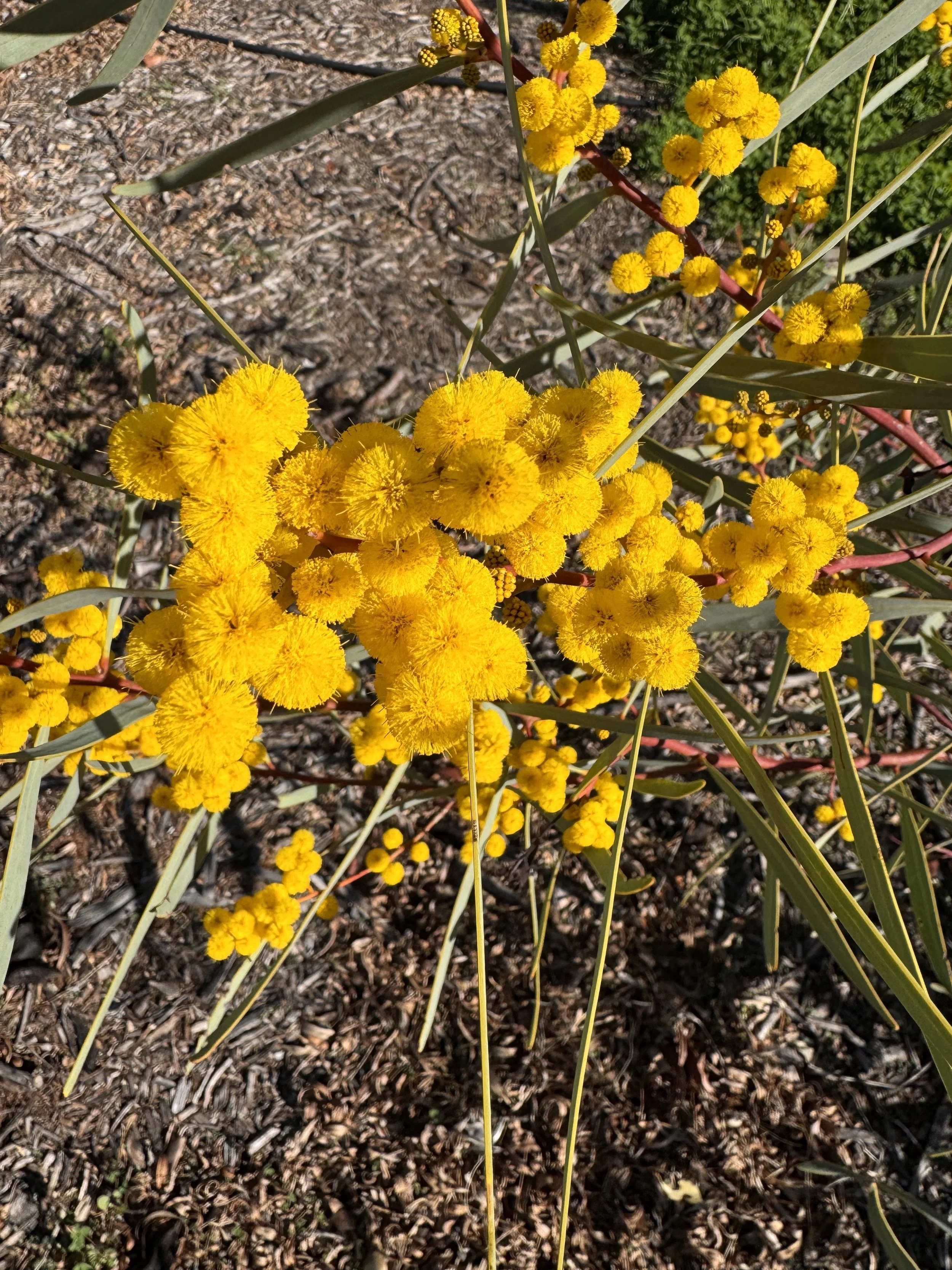 Notable Wattle