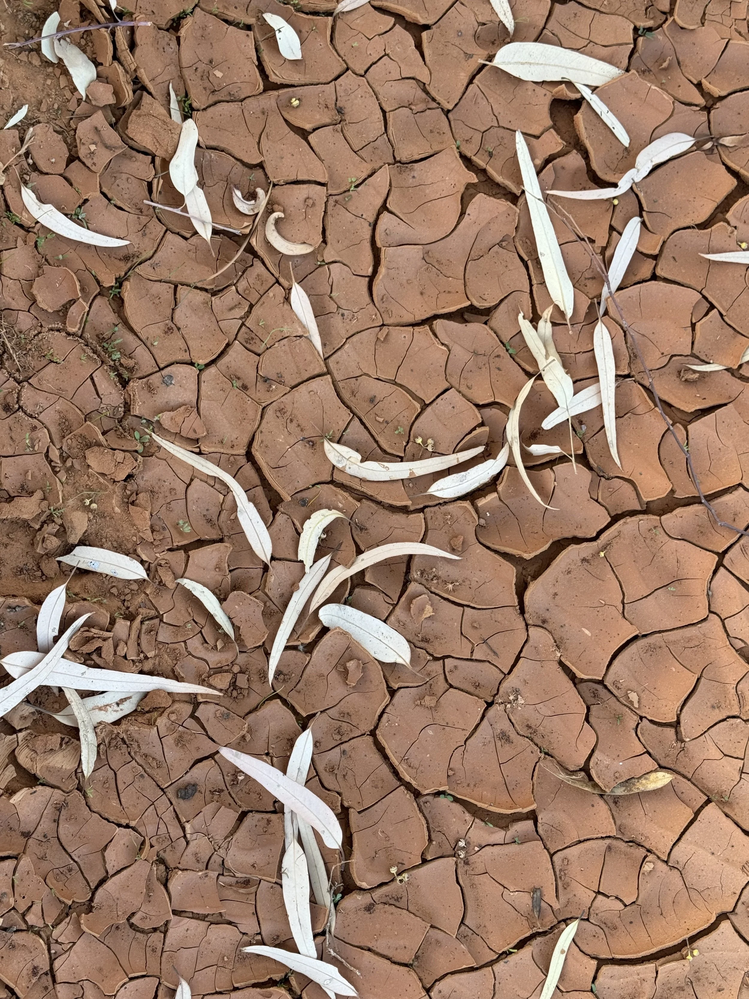 Dry creek bed- Silverton-Charlotte Haywood.jpg