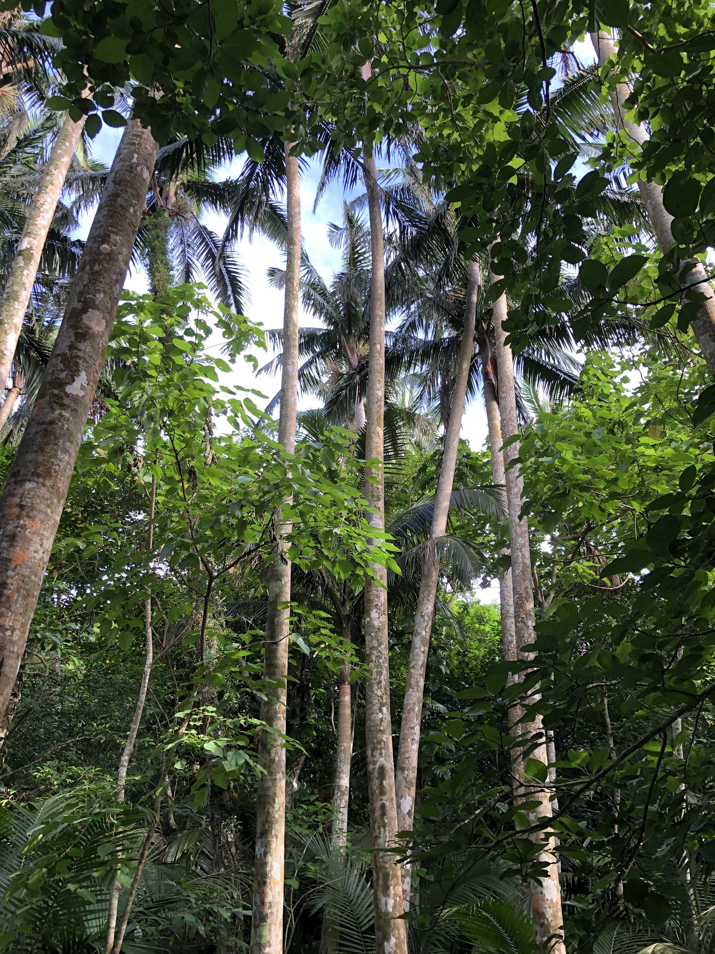 Ishigaki Palms-Charlotte Haywood.jpg