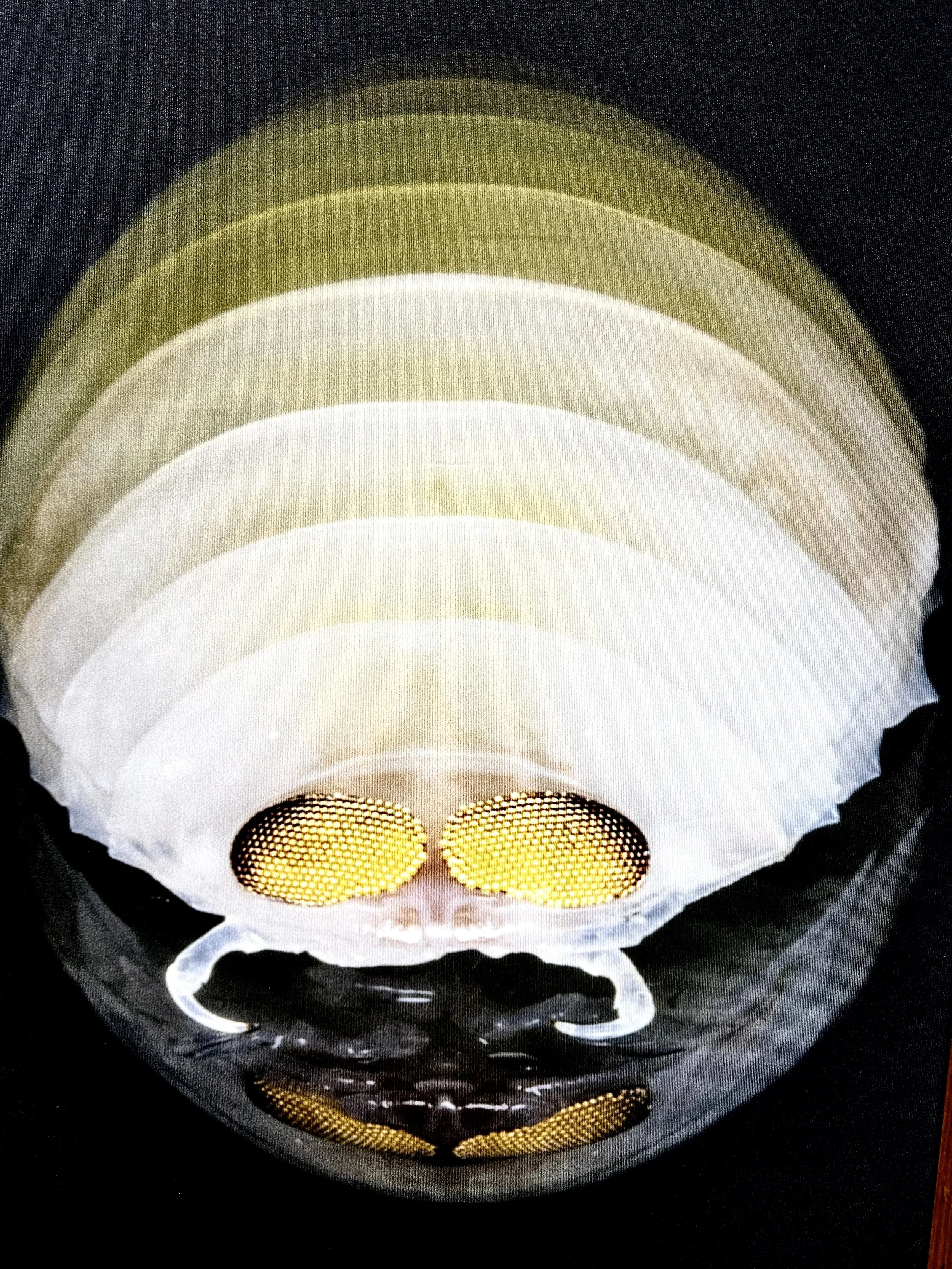 CSIRO -Australian Microbiome Project.jpg