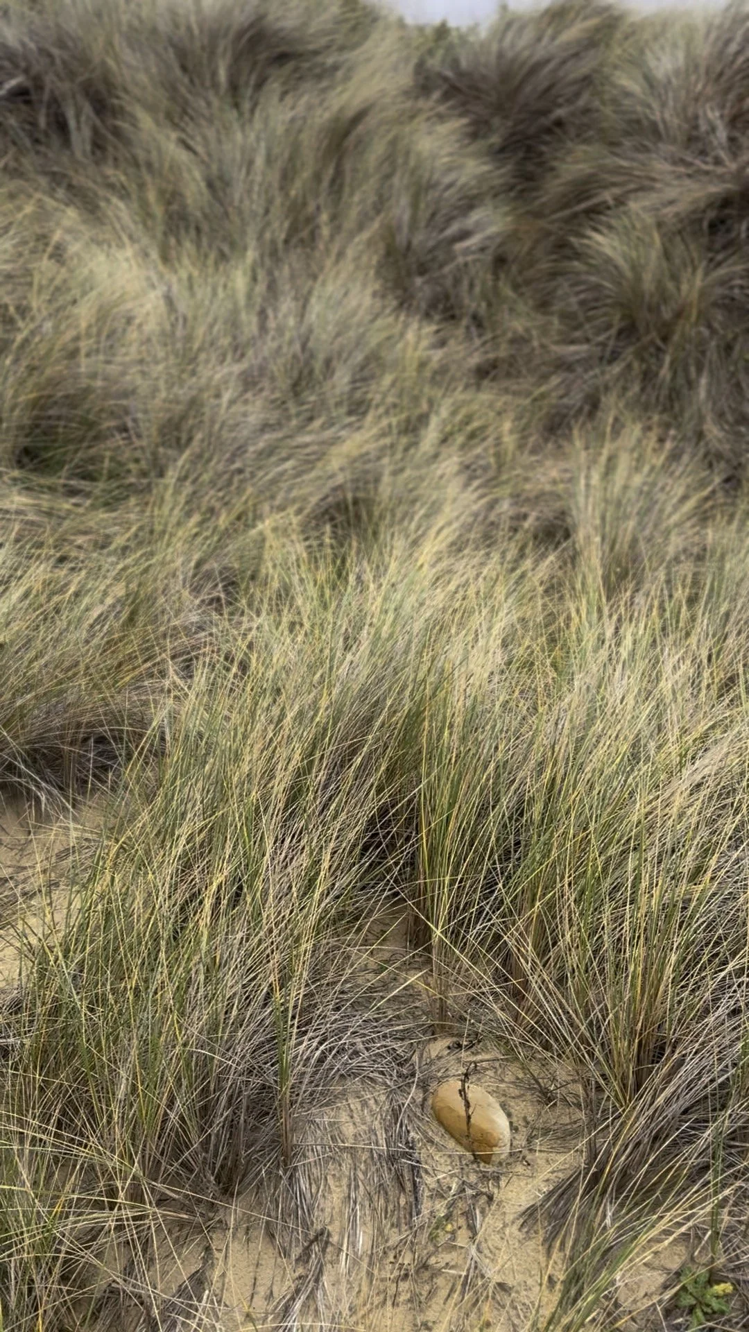 CSIRO -Australian Microbiome Project-7.jpeg