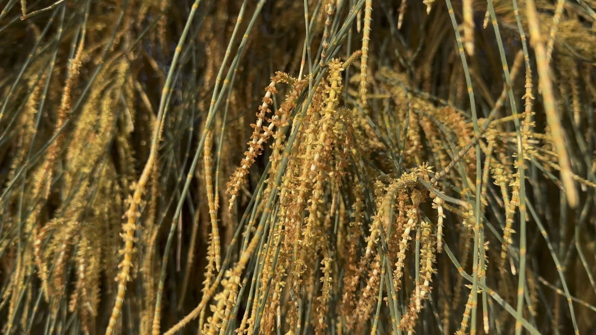CSIRO -Australian Microbiome Project-8.jpeg