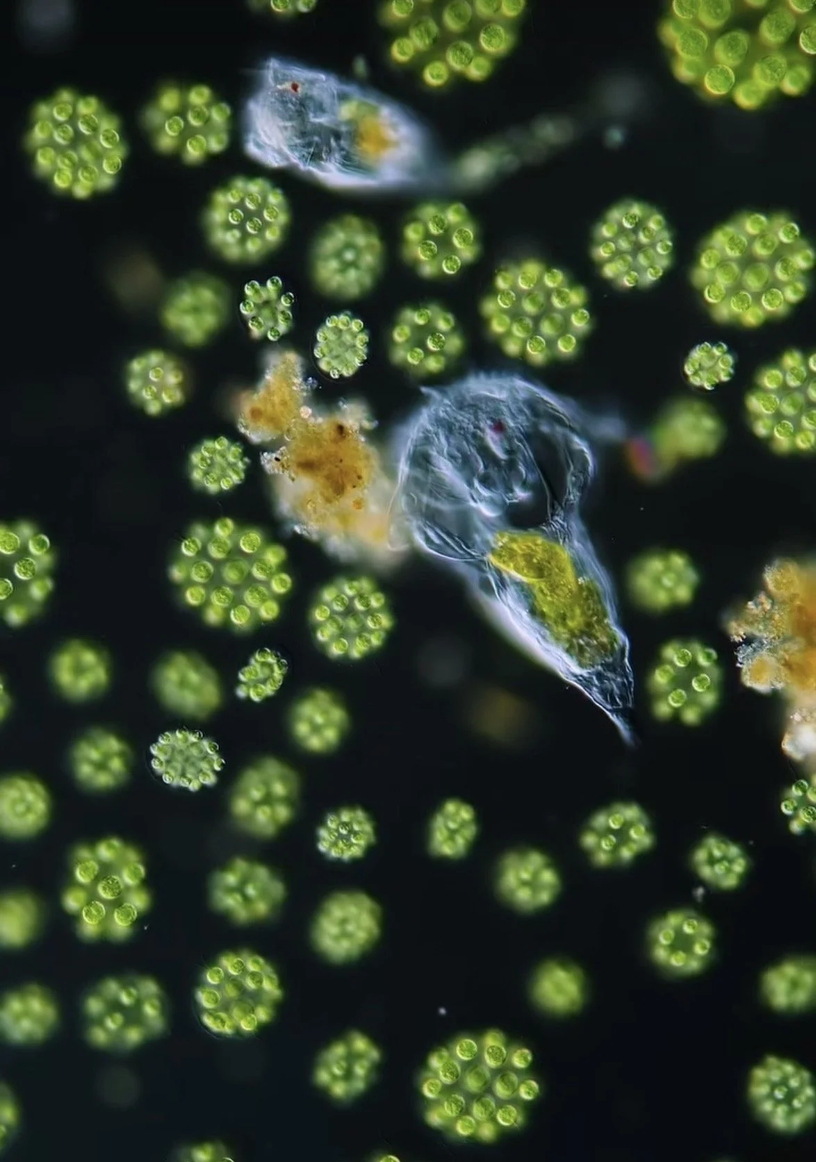 Microbial communities 